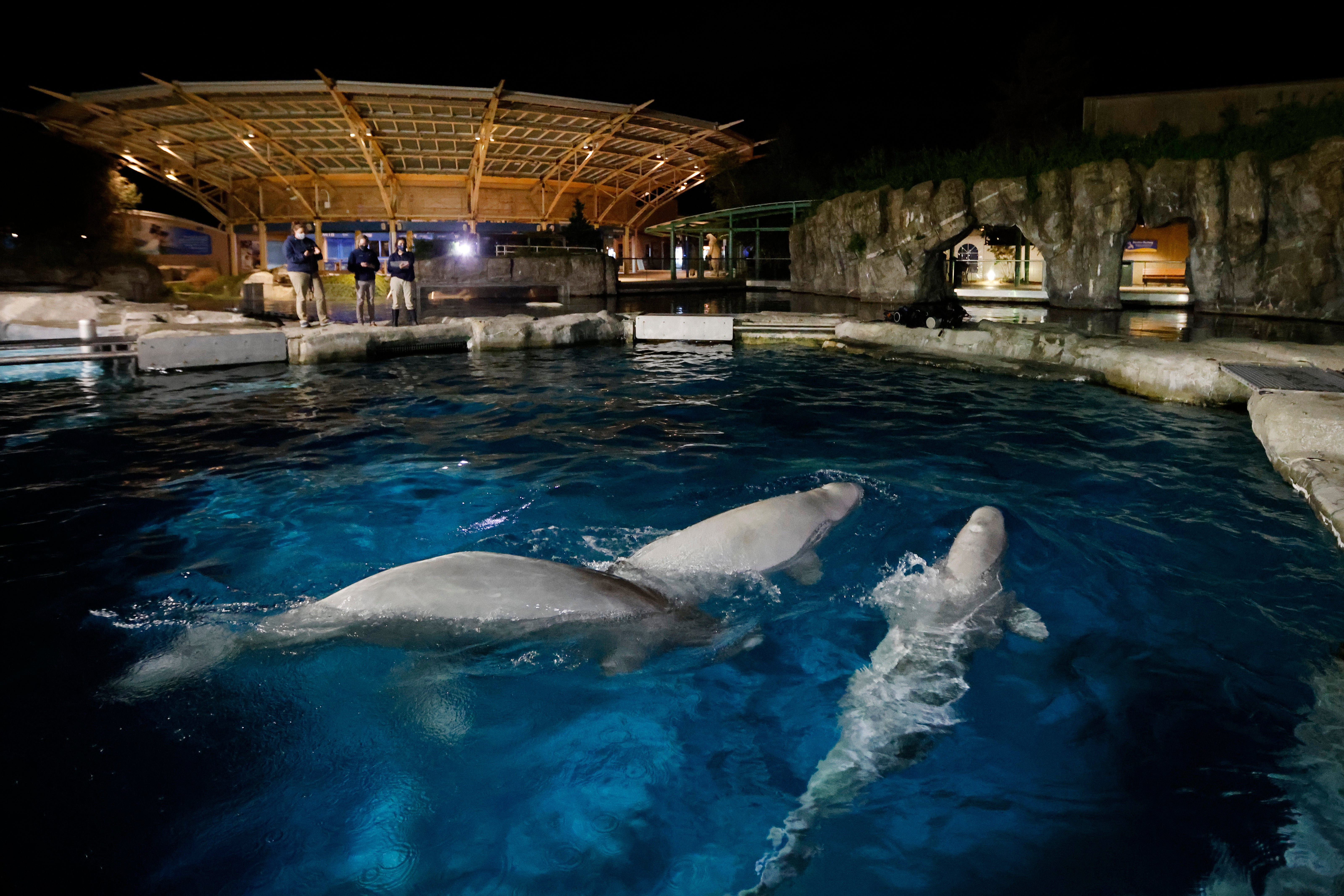 Aquarium Belugas