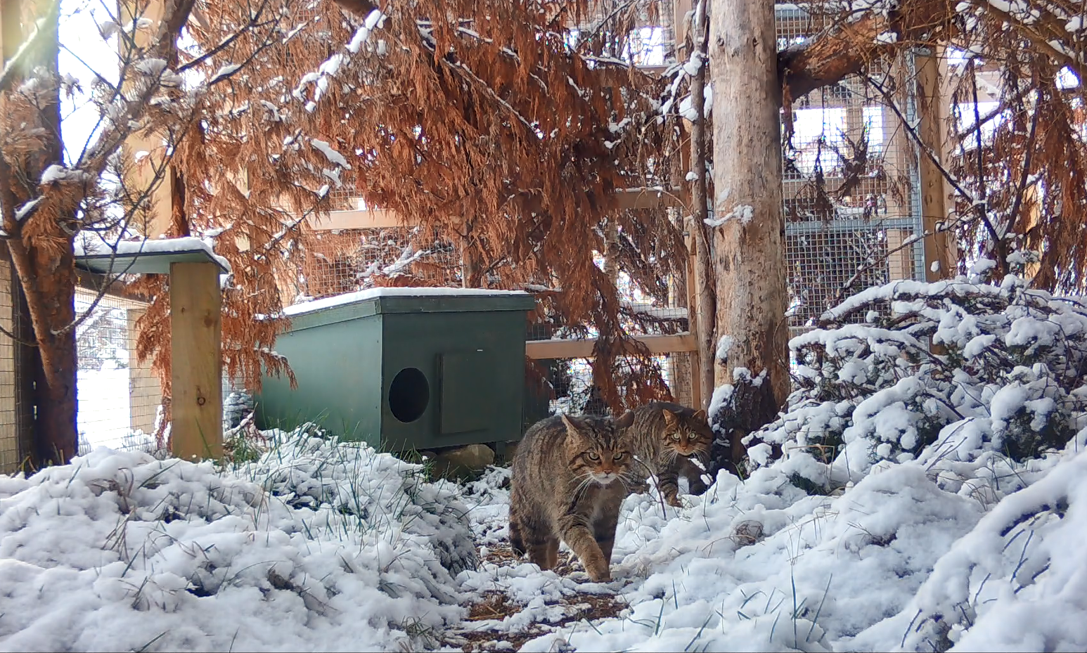 Sixteen wildcats are being paired up to have kittens that are set to be released into the wild by next year in a bid to save the critically endangered species (Royal Zoological Society of Scotland/PA)