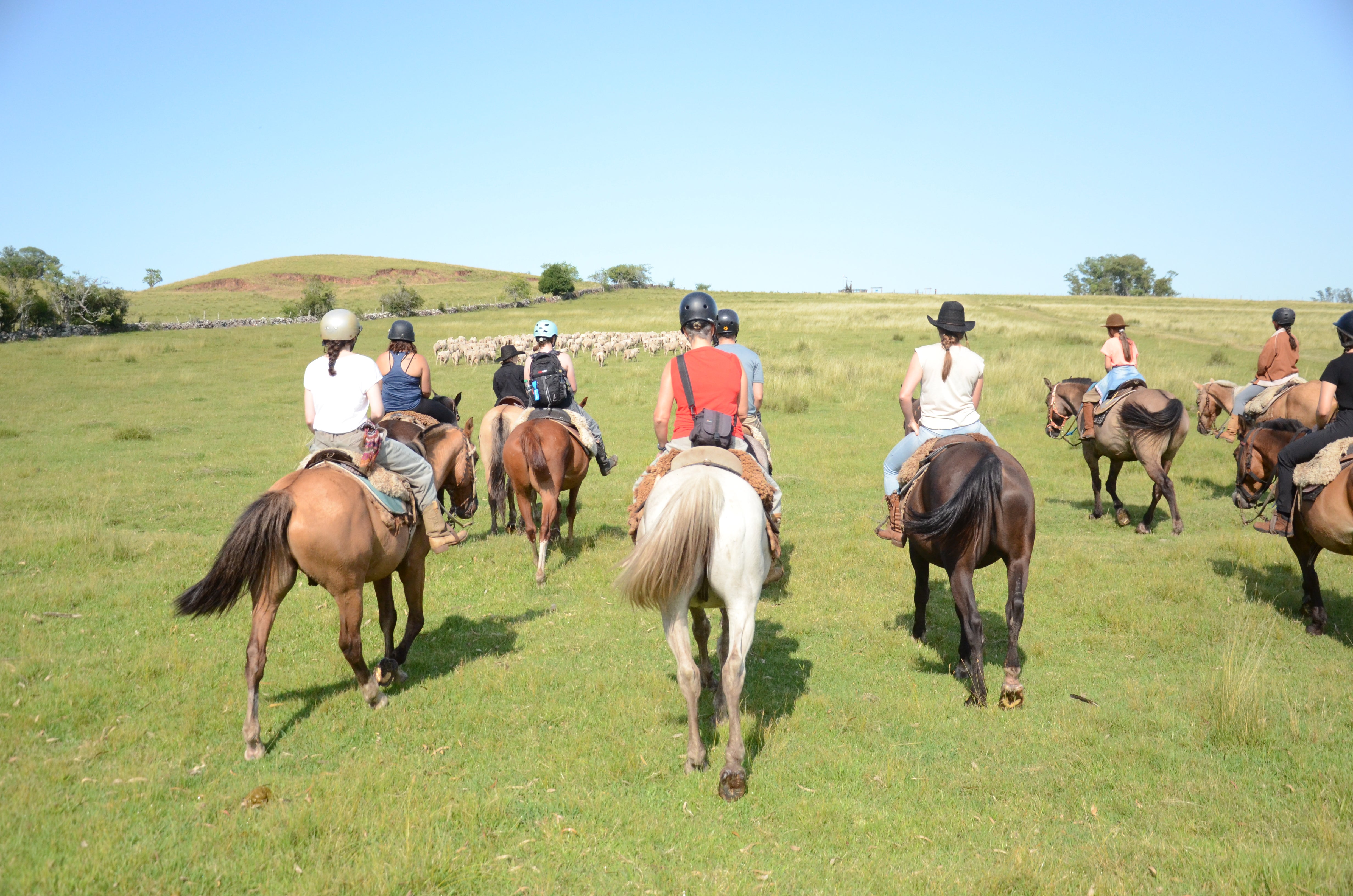 Rounding up the sheep at a Uruguayan estancia