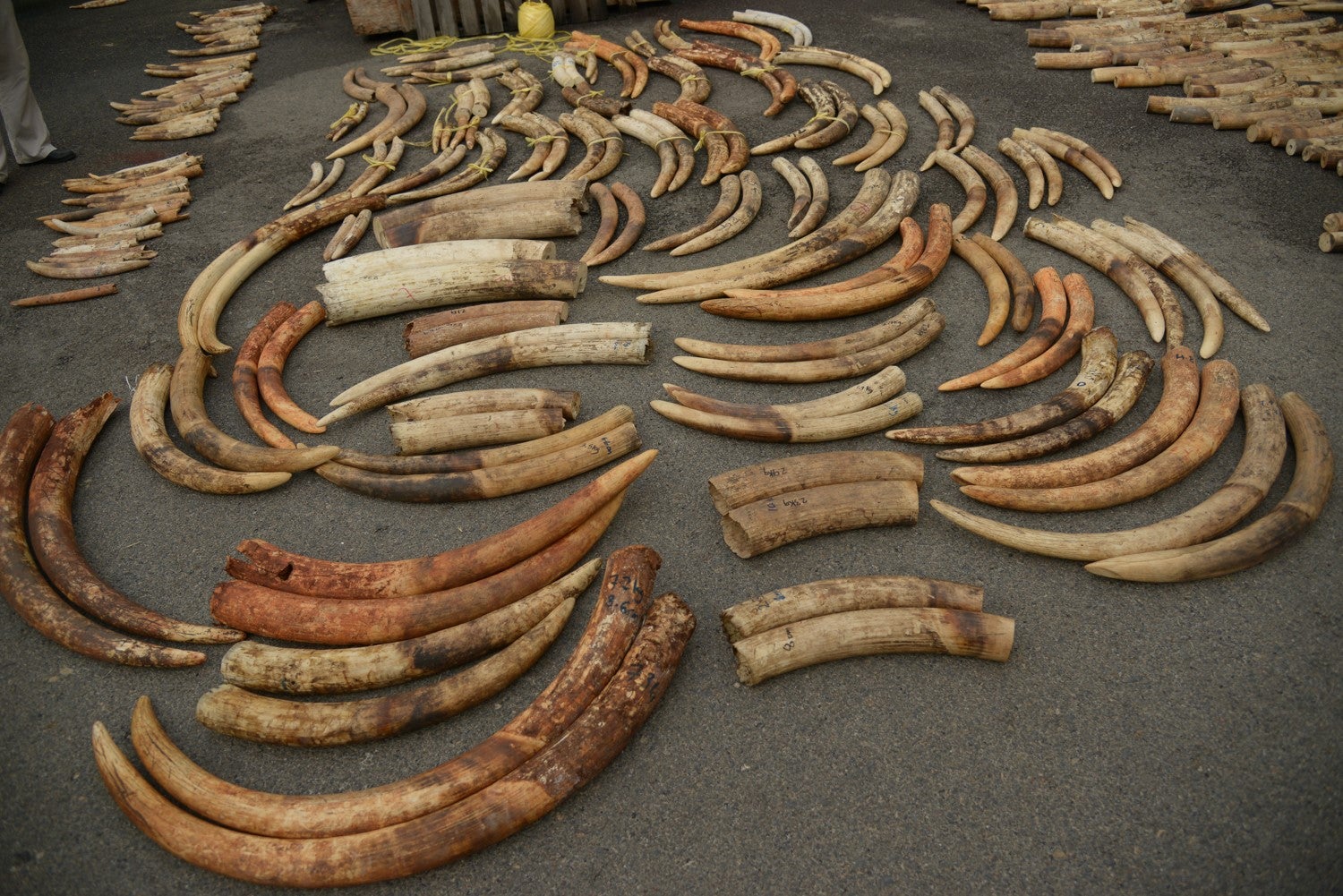 DNA testing of elephant ivory reveals tactics of criminal networks (Centre for Environmental Forensic Science/University of Washington/PA)