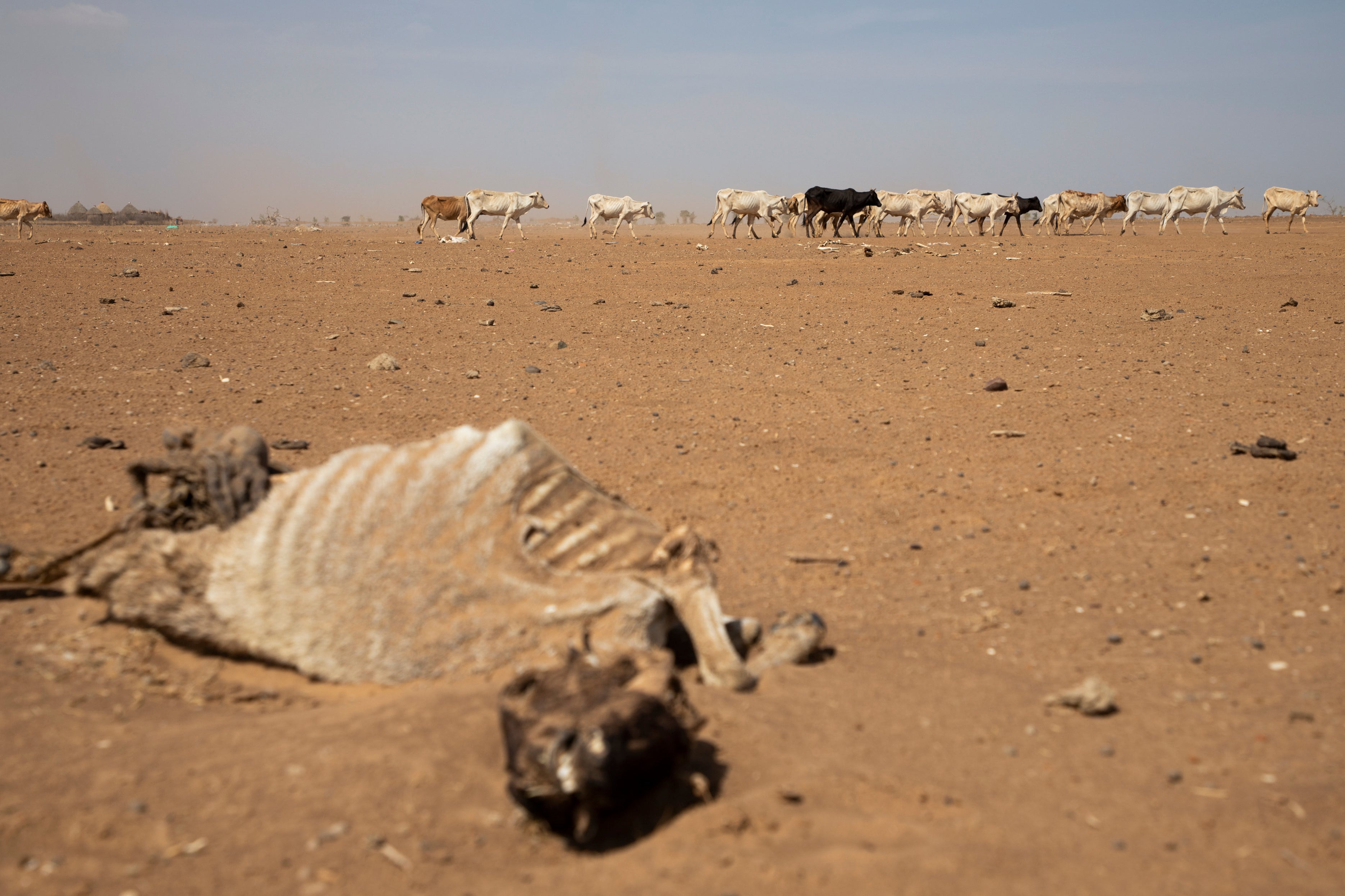 Ethiopia Horn of Africa Hunger