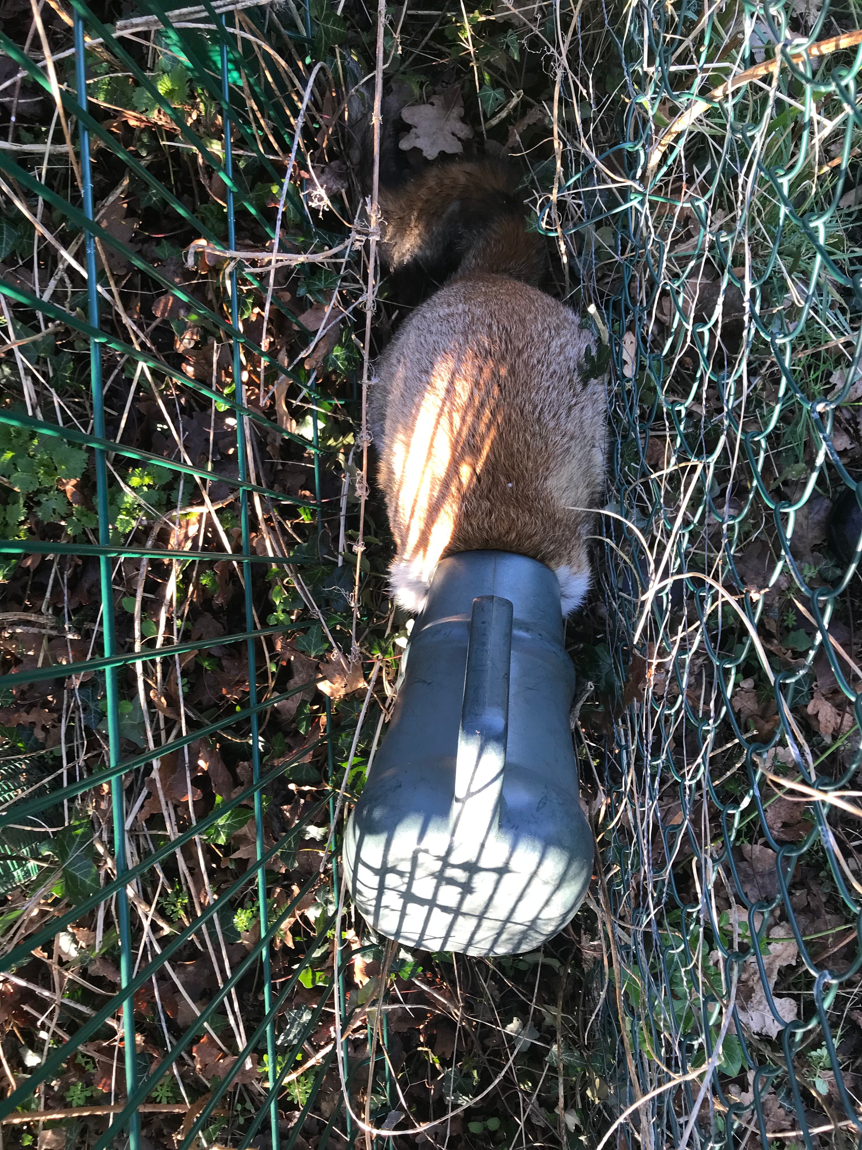 A fox got its head stuck inside a watering can near Colchester in Essex (RSPCA/PA)