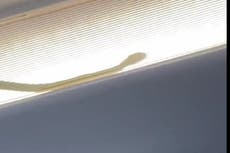 AirAsia flight re-routed after snake found on plane