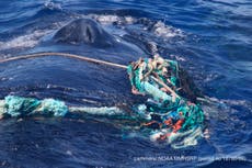 Entangled humpback whale cleared of marine debris off Maui 