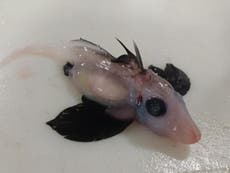 Scientists discover extremely rare baby ghost shark: ‘We just don’t see them’ 