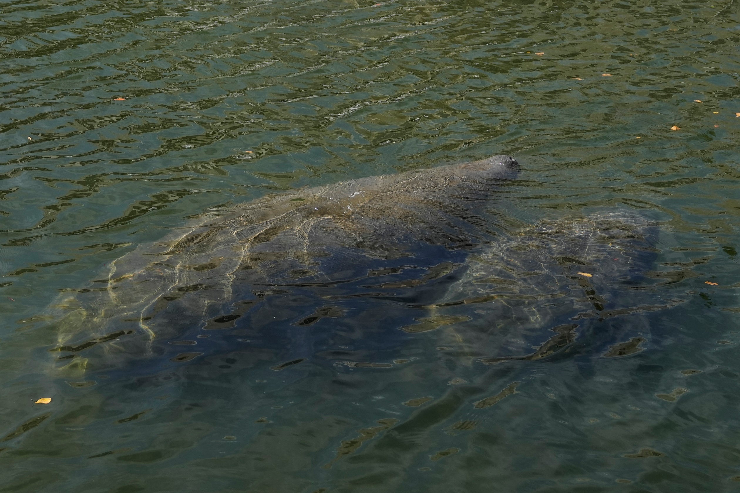 Dying Manatees Florida