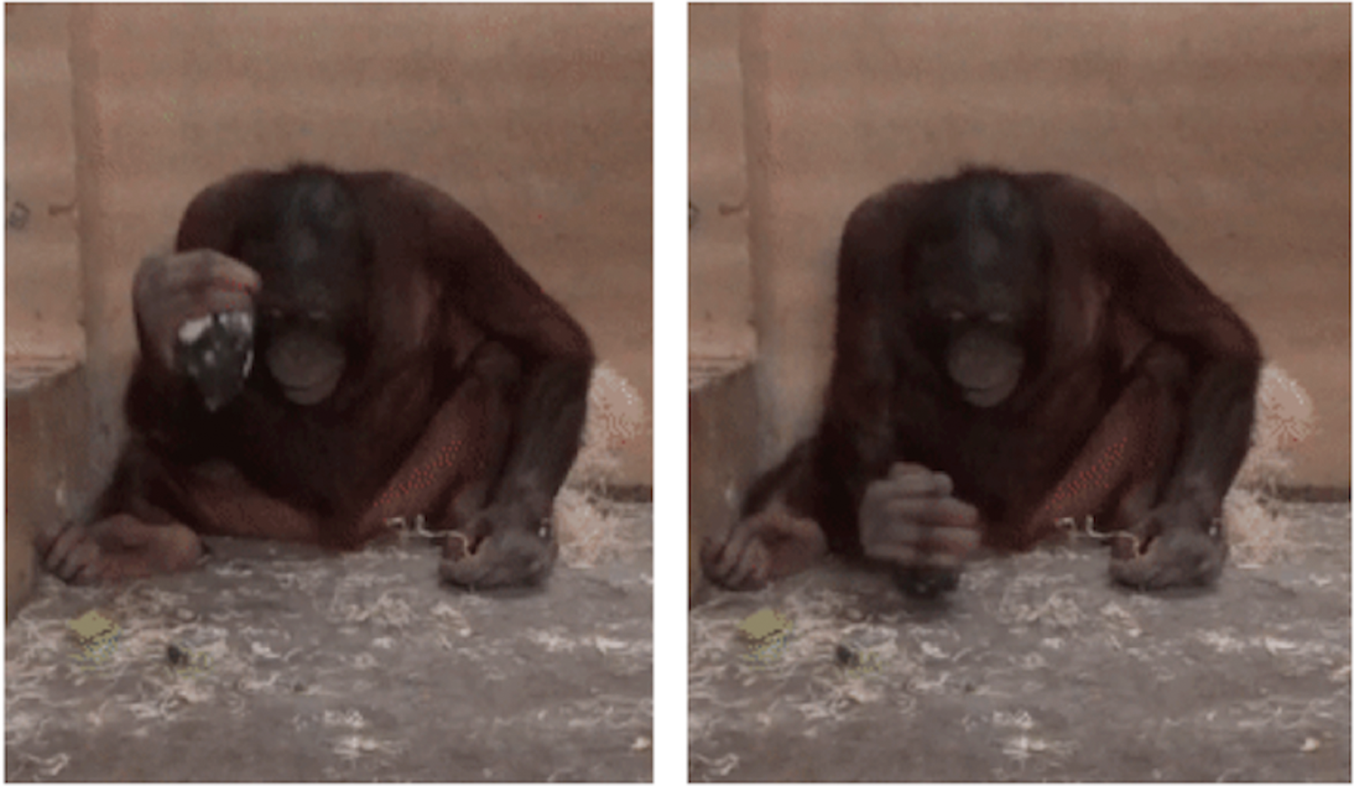 Orangutans instinctively use hammers to strike and sharp stones to cut – study (Plos One)