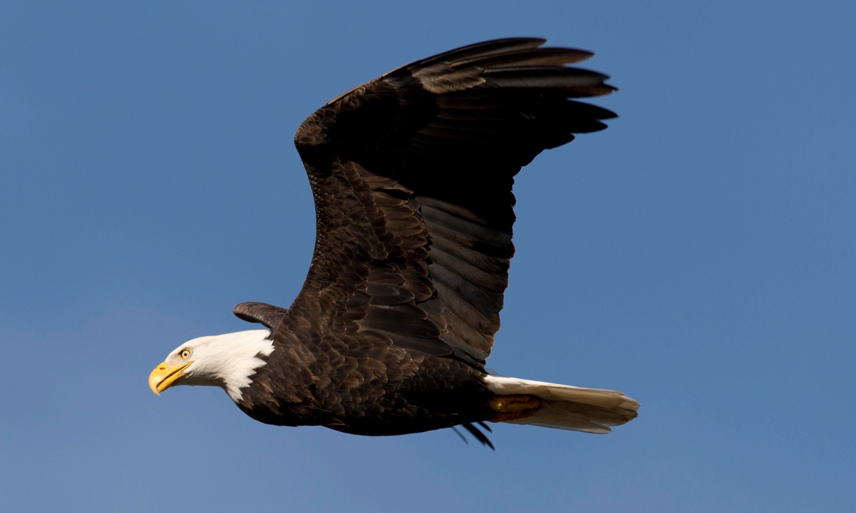 Bald Eagle Feather Sentence