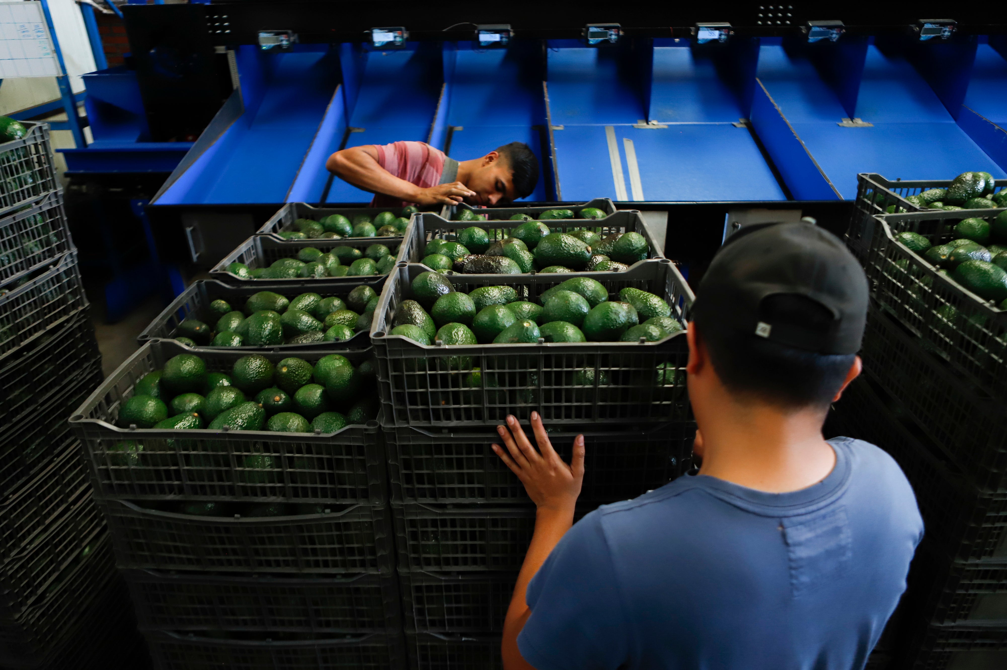 Mexico Avocados Violence