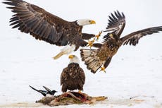 Nearly half of US bald eagles suffer lead poisoning