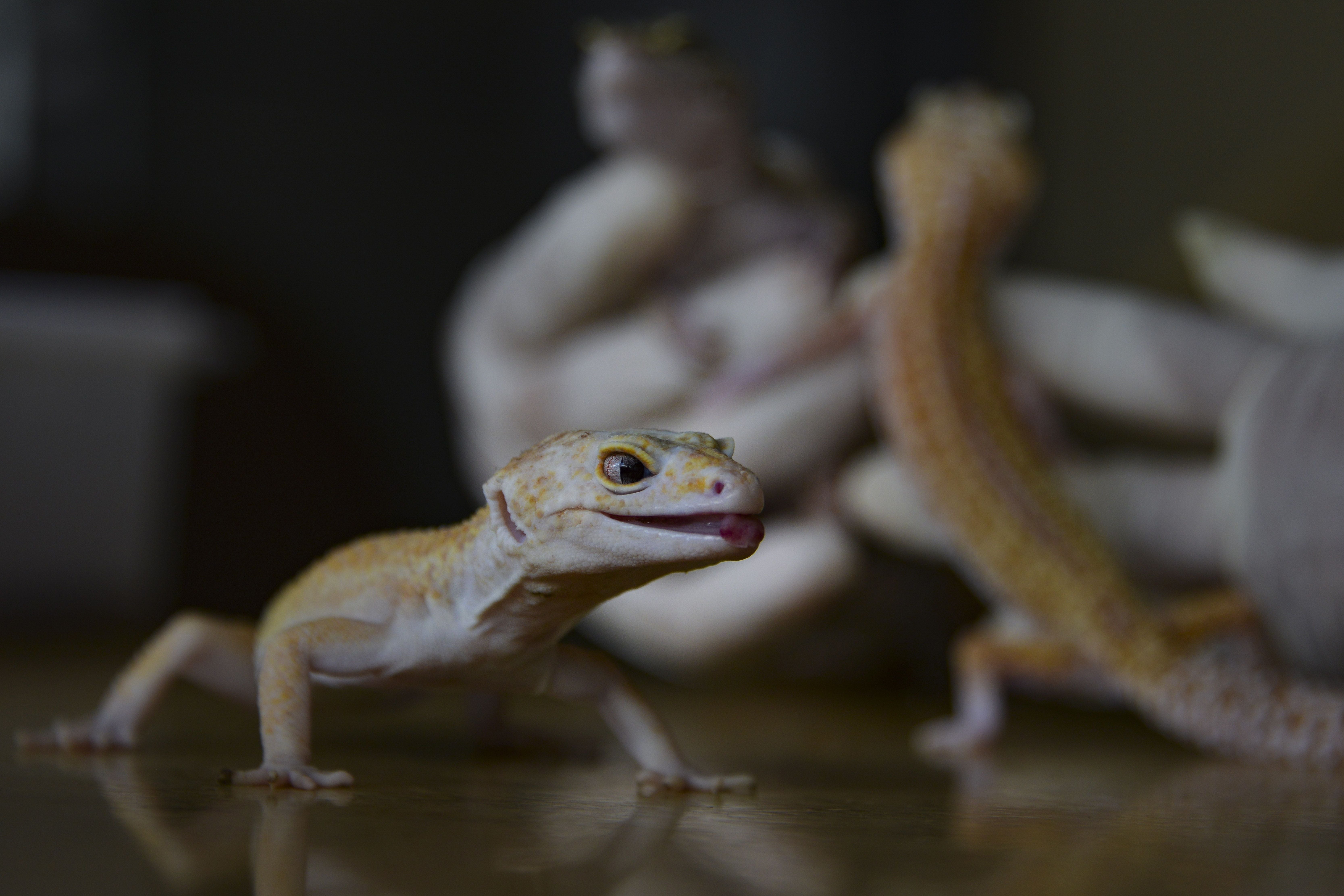 Several lizard species can rapidly shed their tails to distract and escape from pursuing predators, a trait called autotomy