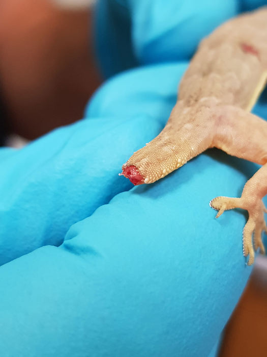 Lizard (Hemidactylus flaviviridis) after tail shedding