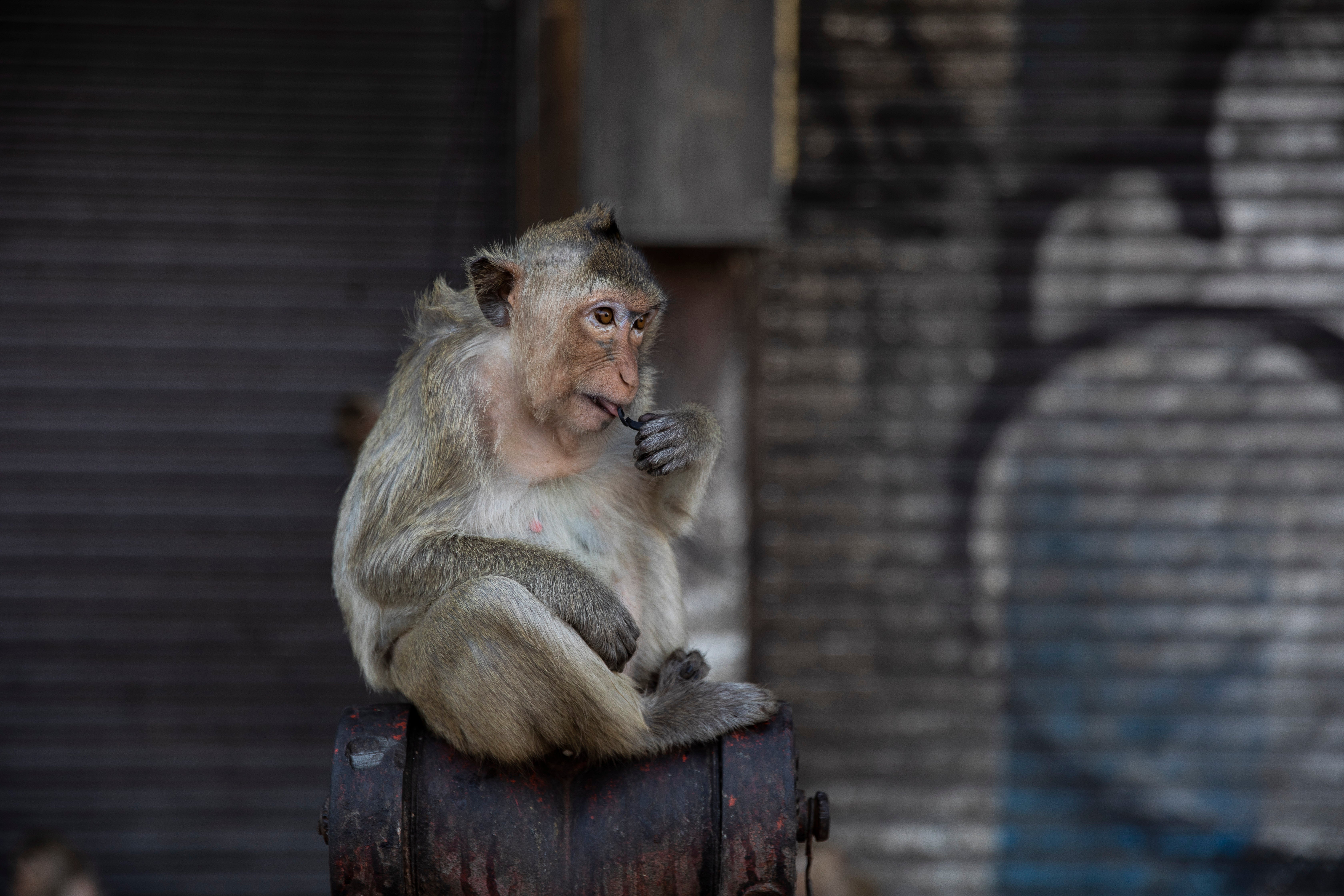 Nearby residents found the primates in an abandoned building