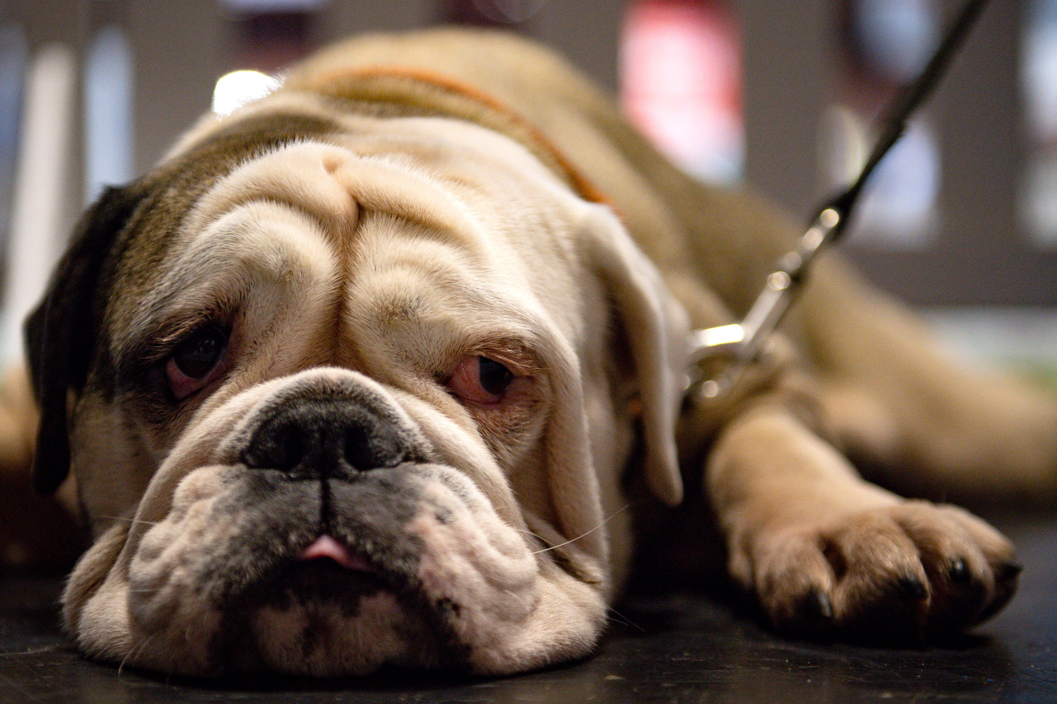 The proportion of vet practices run independently has halved in less than a decade (Jacob King/PA)