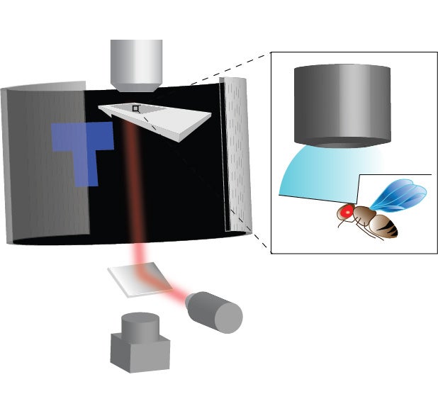 Researchers created a virtual reality arena, which coupled with in vivo fluorescence brain activity imaging, helped observe brain structures implicated in learning and memory formation during conditioning