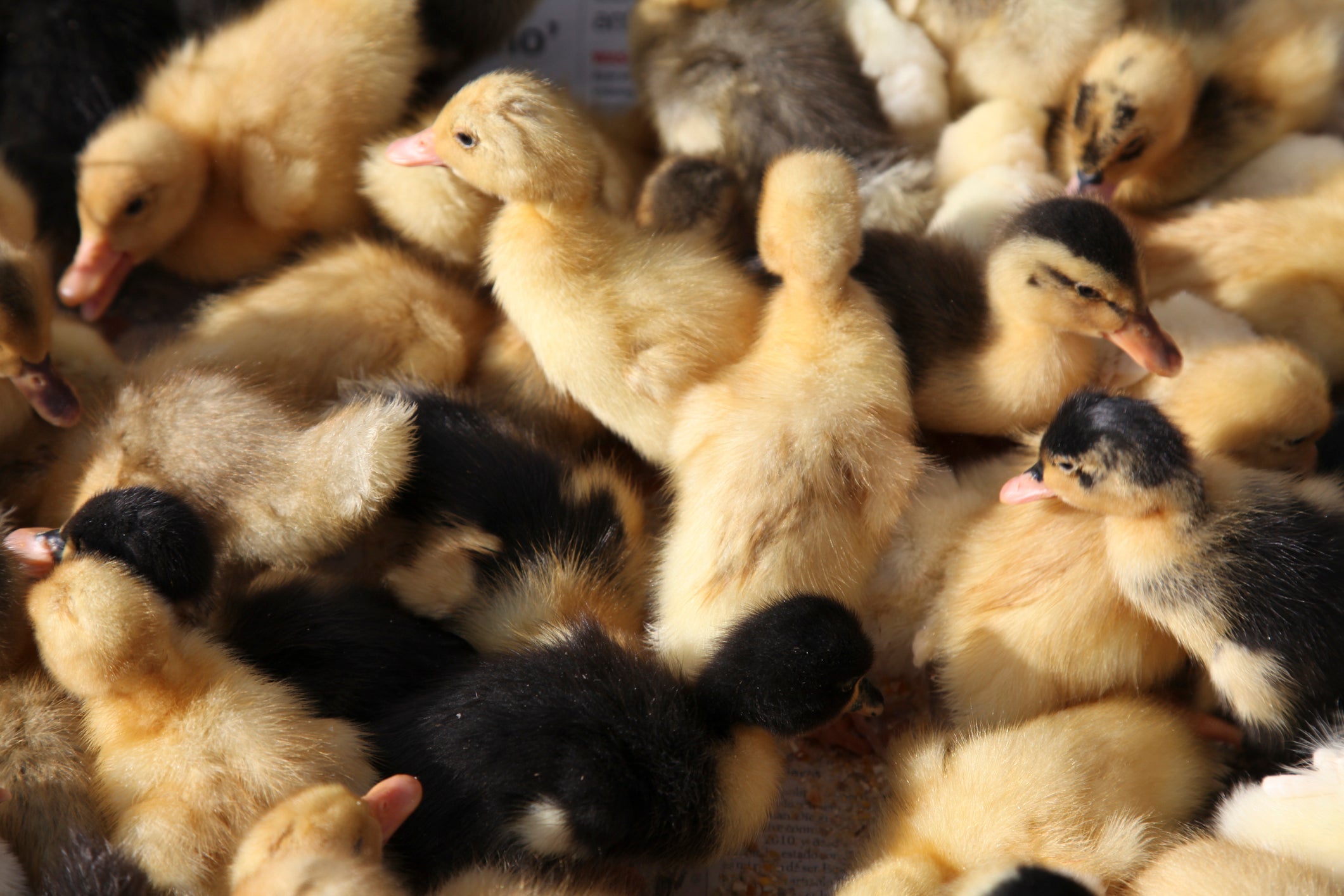 Ducks are force-fed during foe gras production