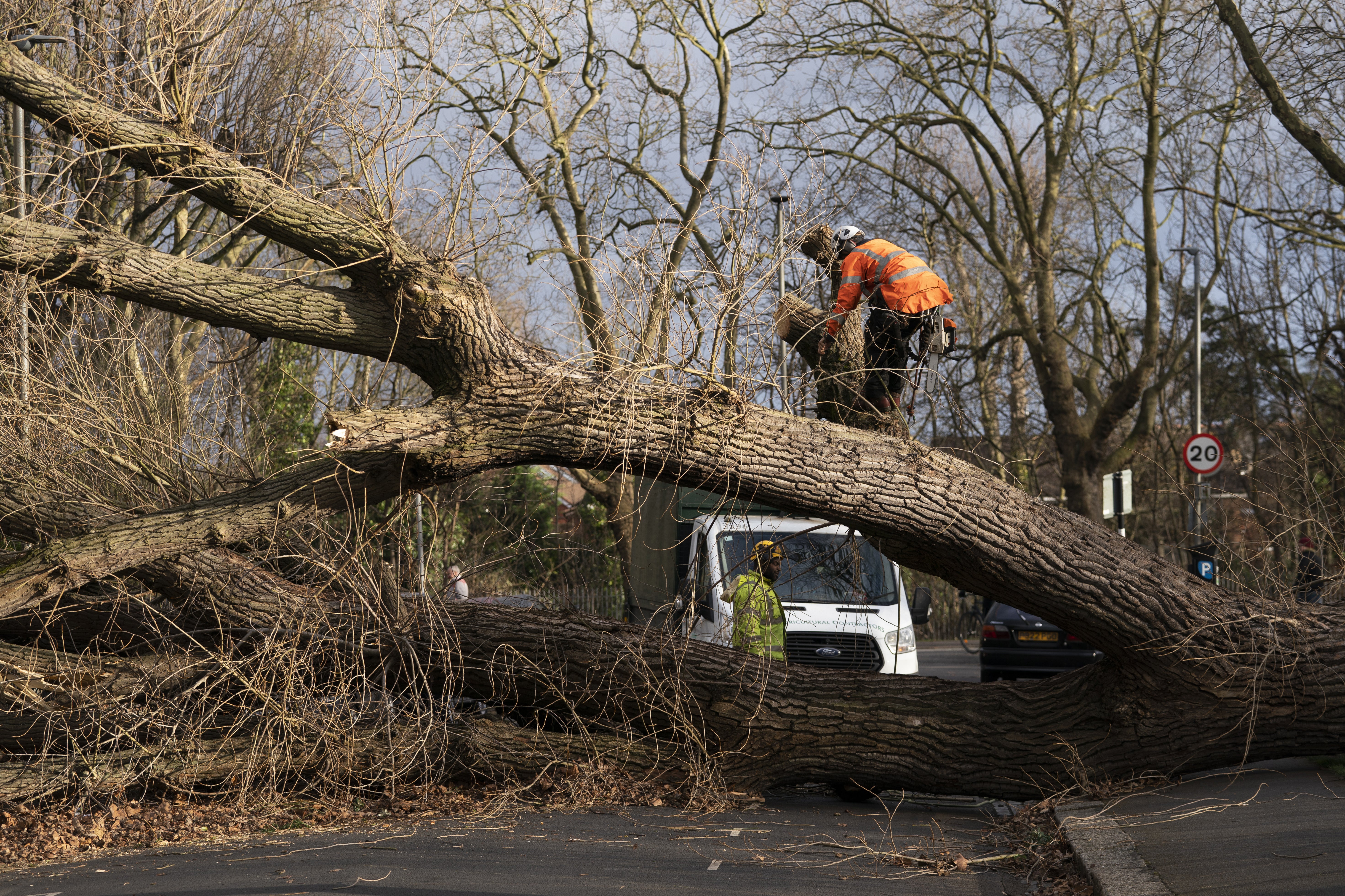 A fallen tree in Spencer Park, Battersea, south west London