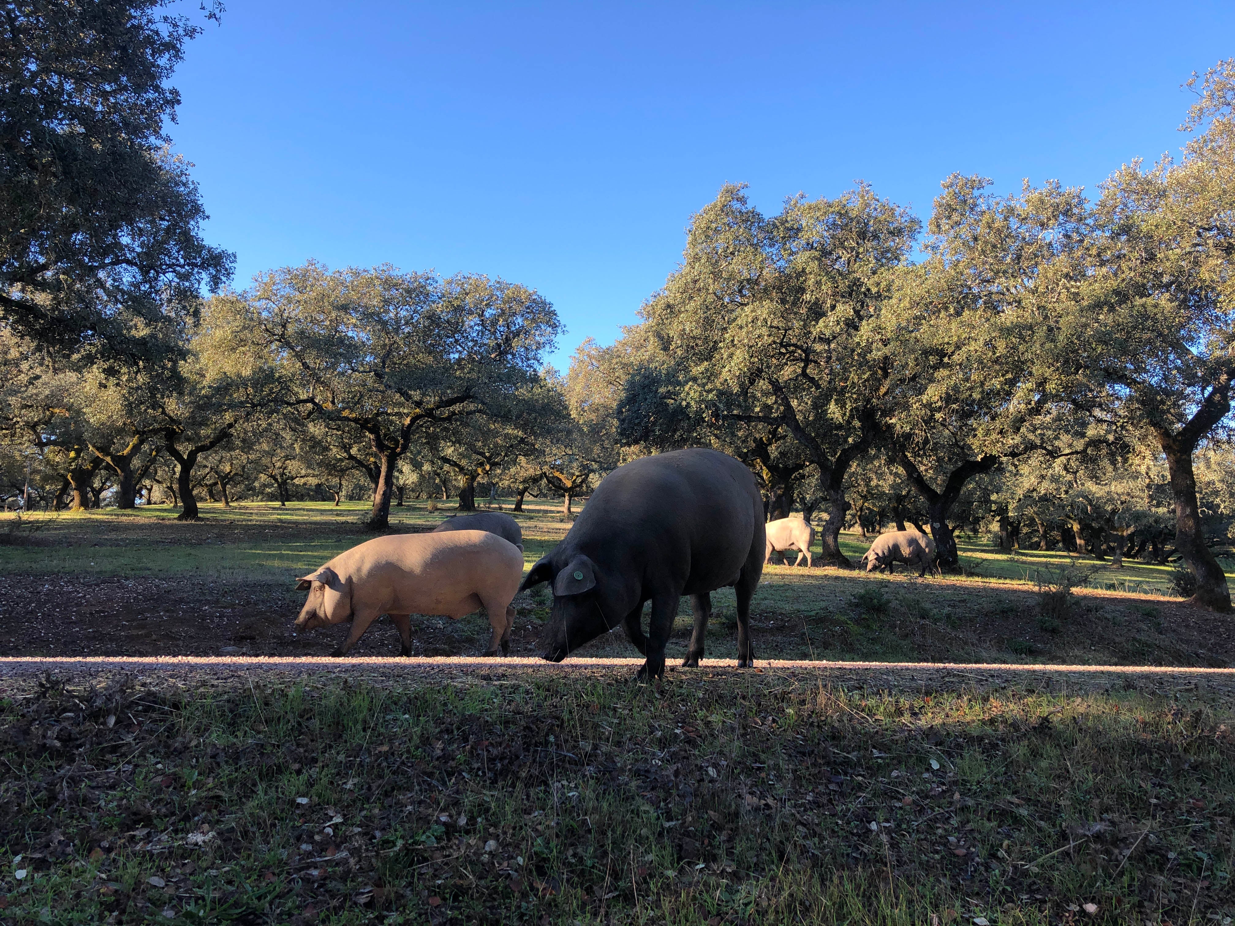 Having so much space to roam around is key to the animal’s welfare