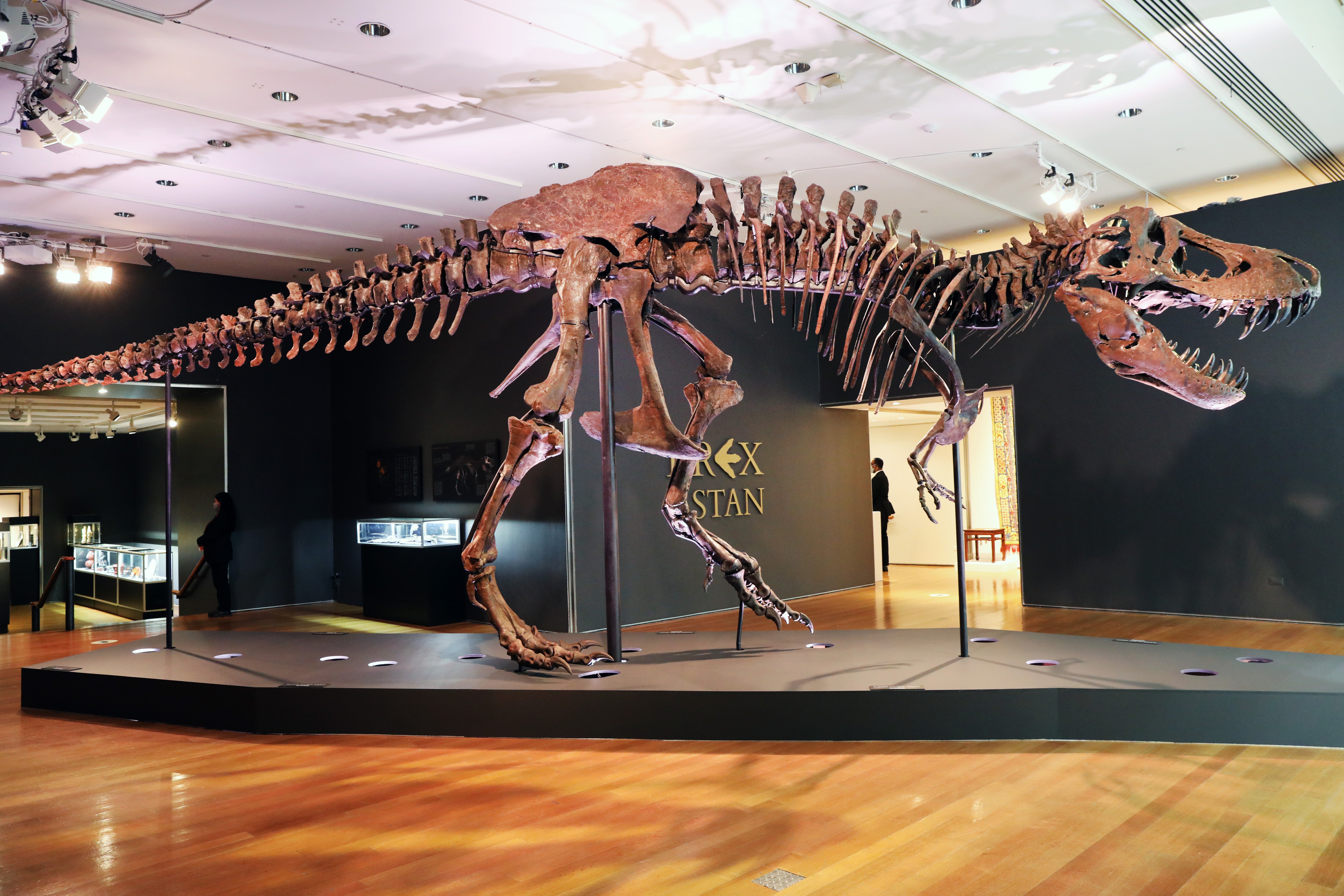 A Tyrannosaurus Rex dinosaur fossil skeleton is displayed in a gallery at Christie’s auction house on September 17, 2020 in New York City