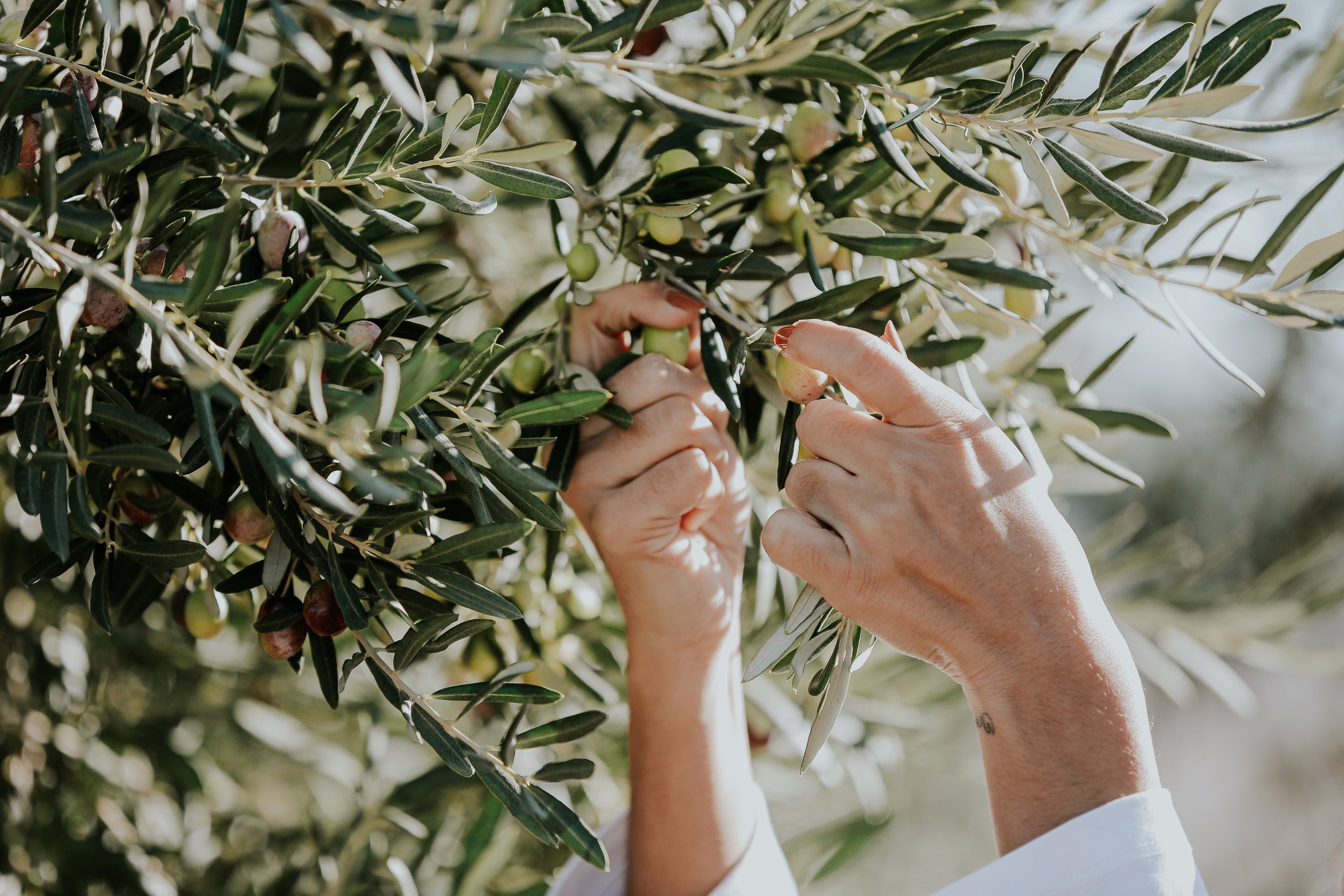 Polyphenols found in extra virgin olive oil have been linked to many health benefits