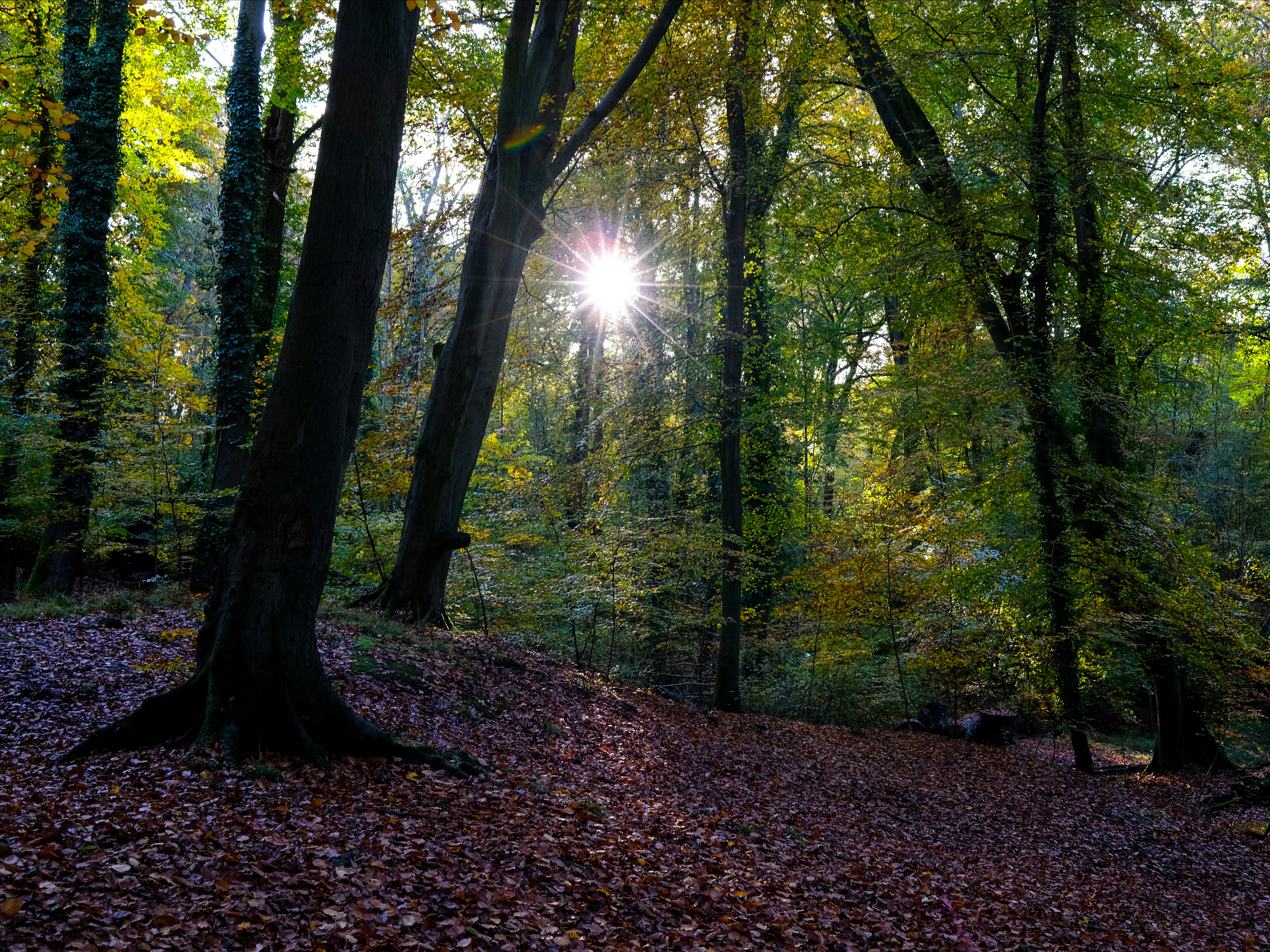 One in three people in England cannot access nature near their home