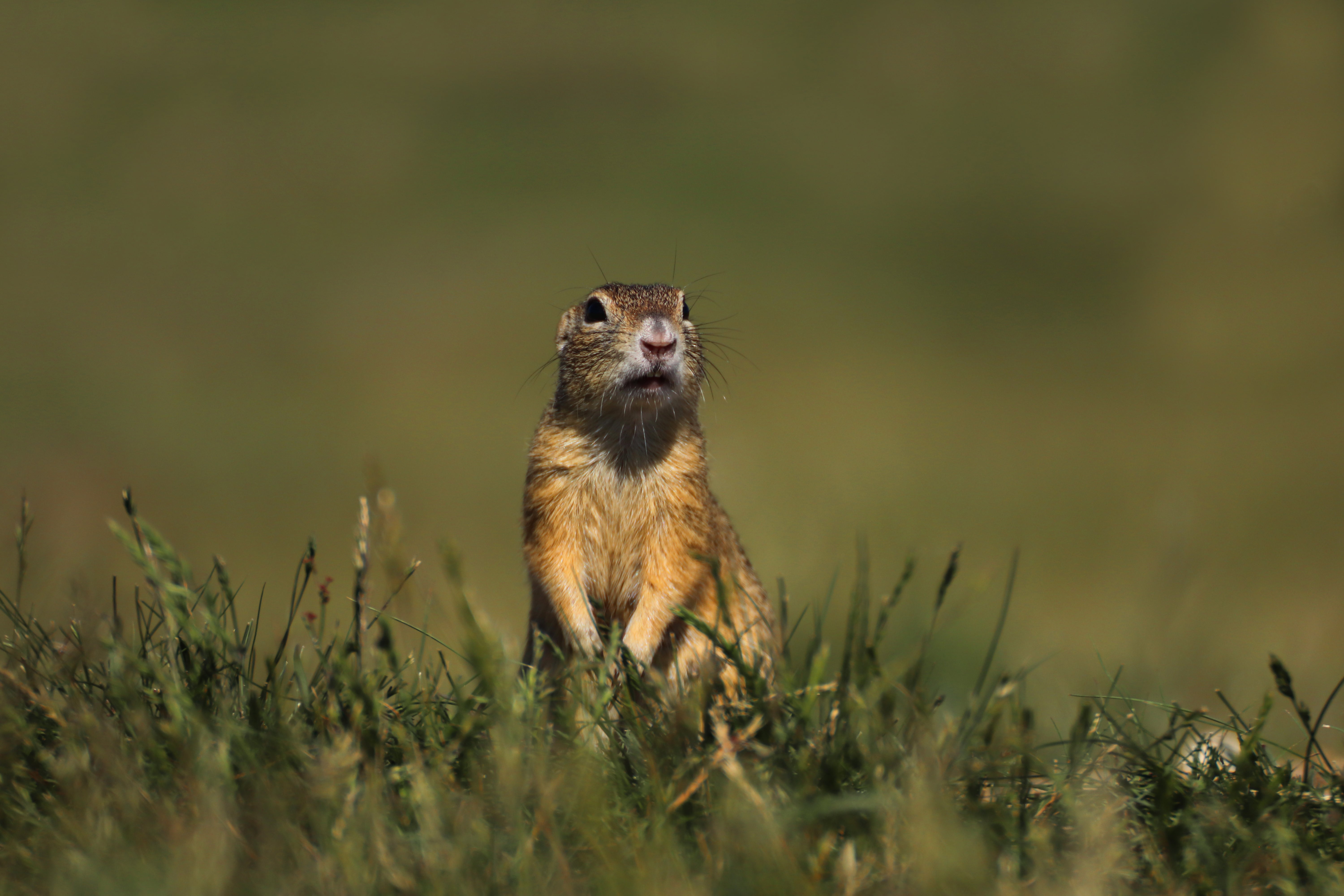 A Utah prairie dog