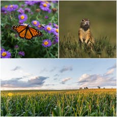 US meat industry using 235m pounds of pesticides a year, threatening thousands of at-risk species, study finds