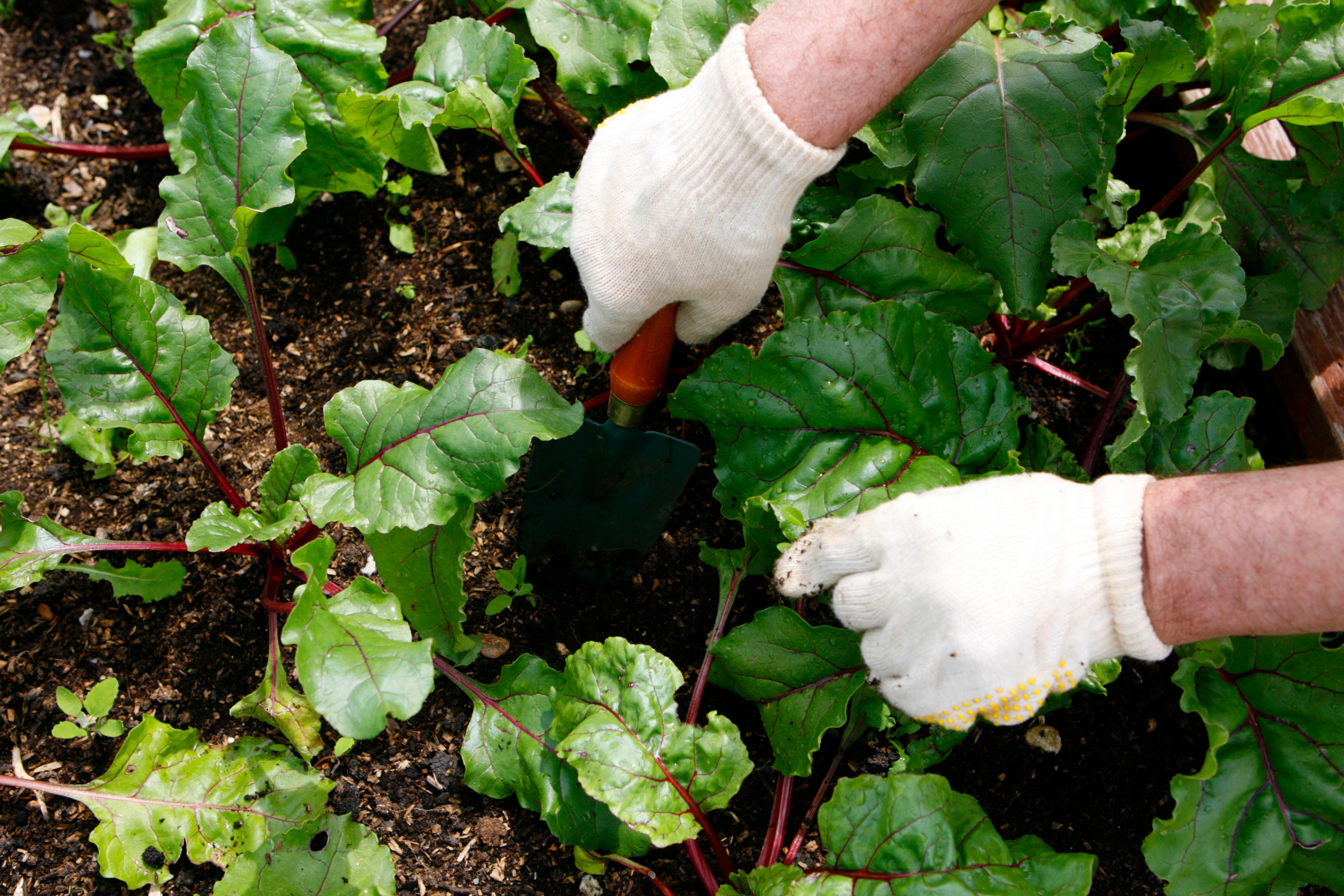 The health benefits of things like community gardening groups are to be looked at in the £1.5 million study (Chris Ison/PA)