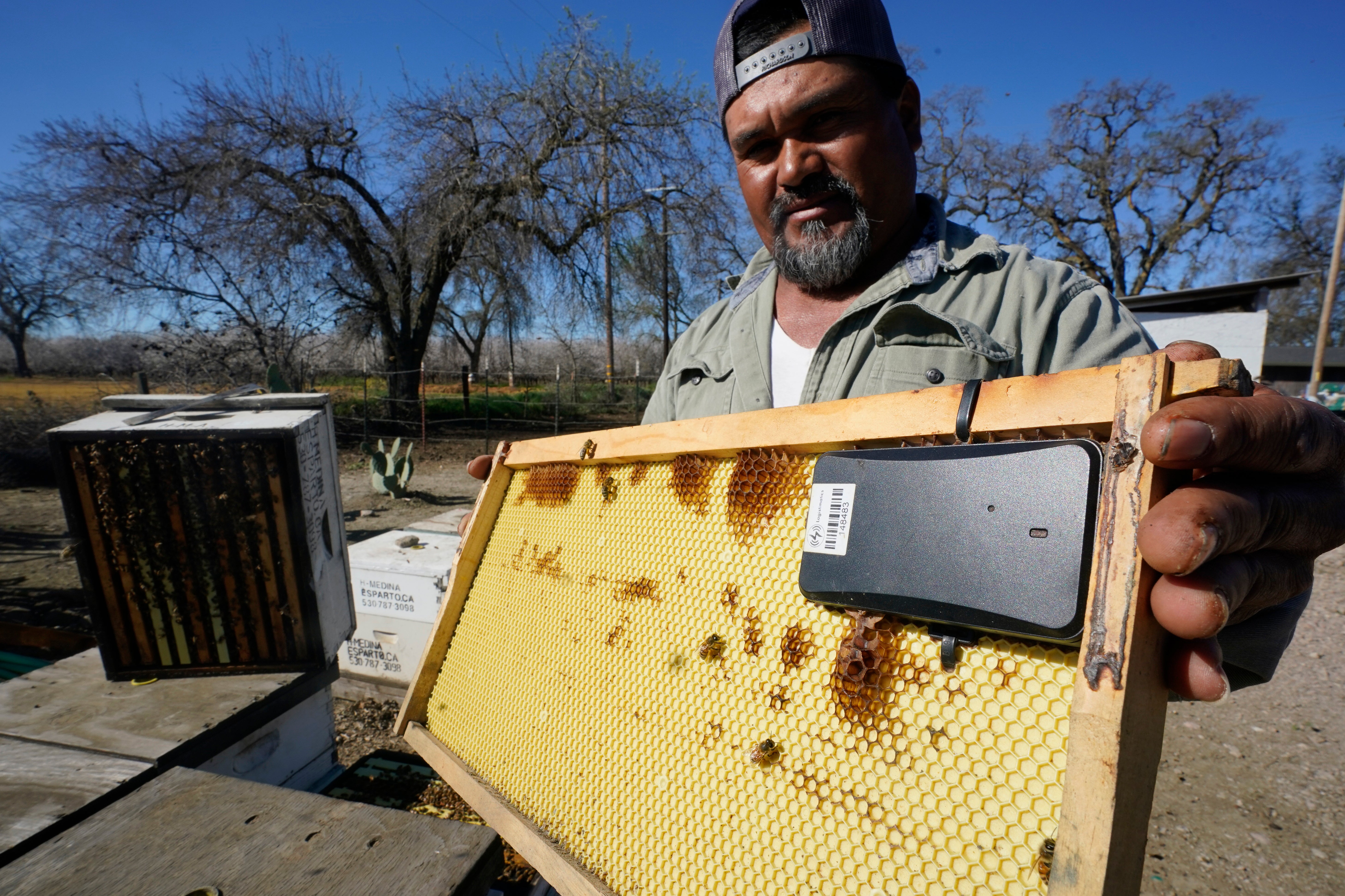 Beehive Thefts