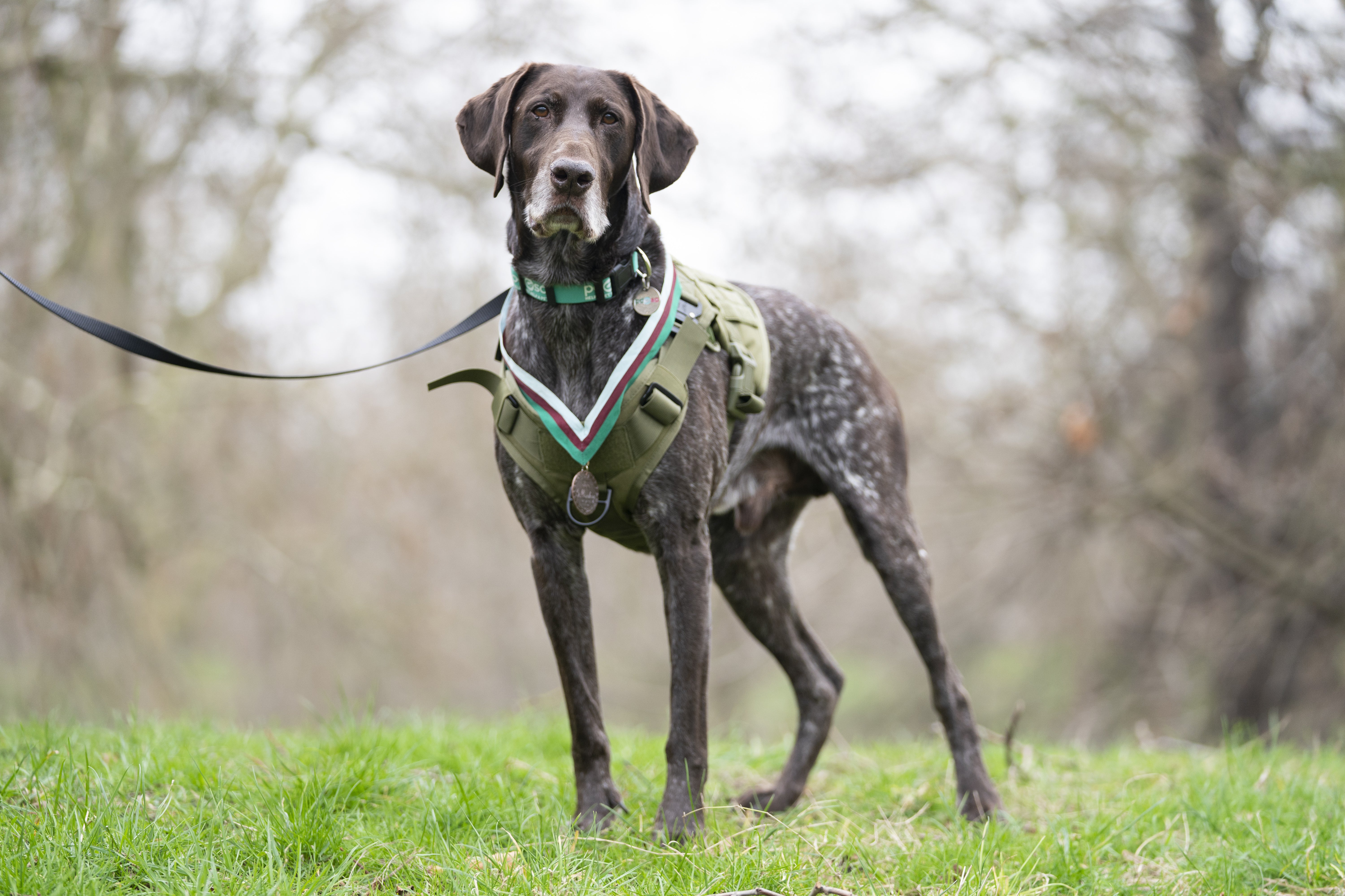 Retired RAF sniffer dog Hertz receives the PDSA Dickin medal (Kirsty O’Connor/PA)