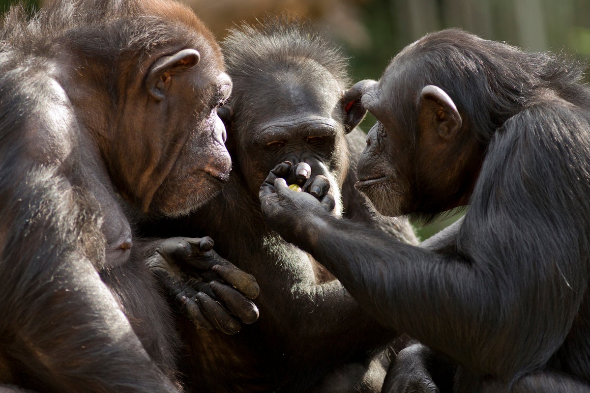 The unique human body part that evolution cannot explain