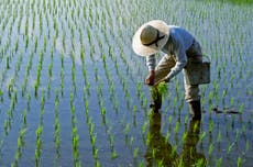 The story of rice: How a humble grain changed the world