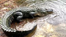 Giant alligator that escaped enclosure during floods relocated by zookeepers