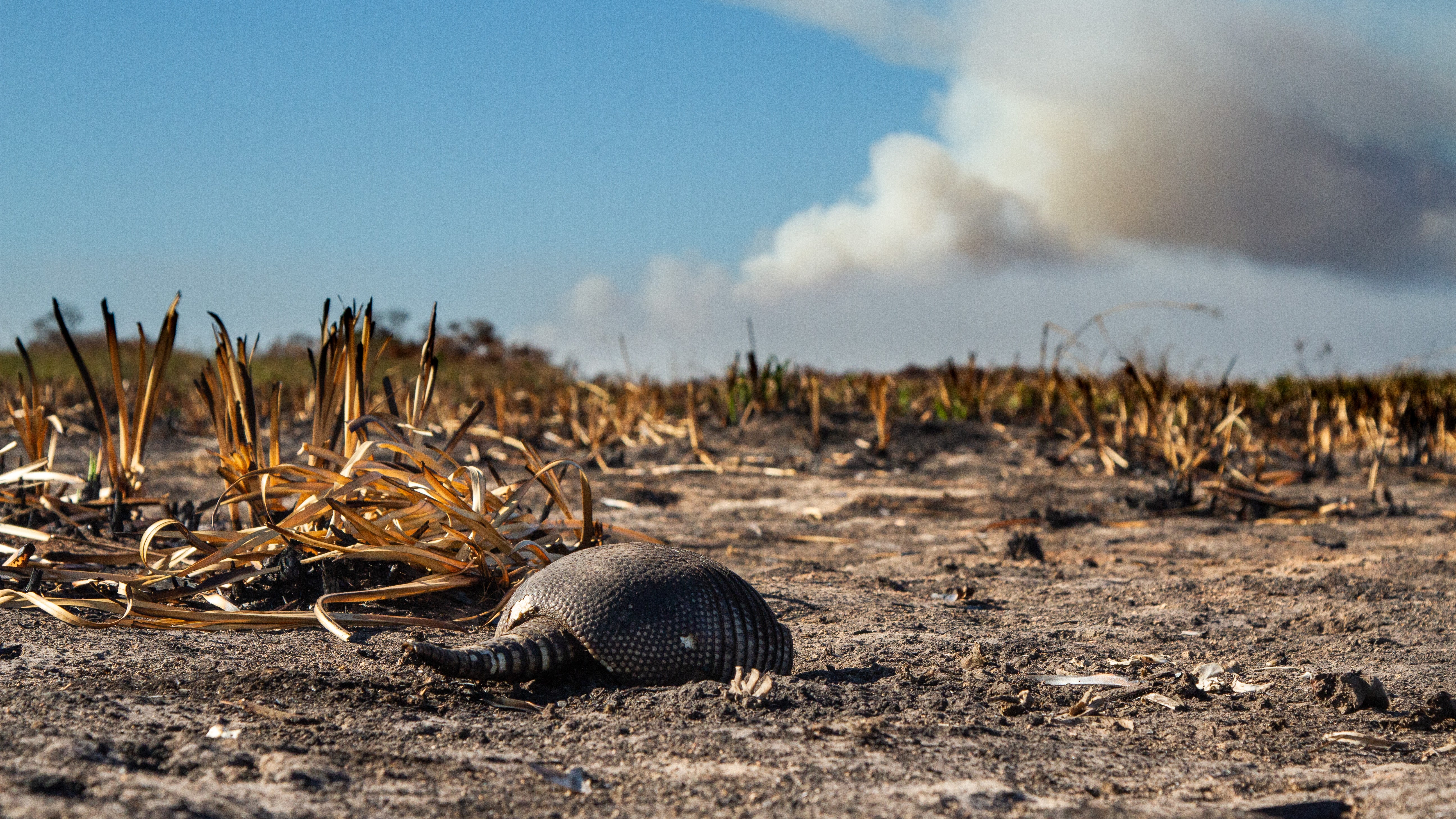 An armadillo killed by the fires in the national park