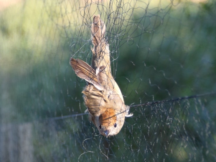 Blackcaps are among the much-loved birds deliberately killed in nets