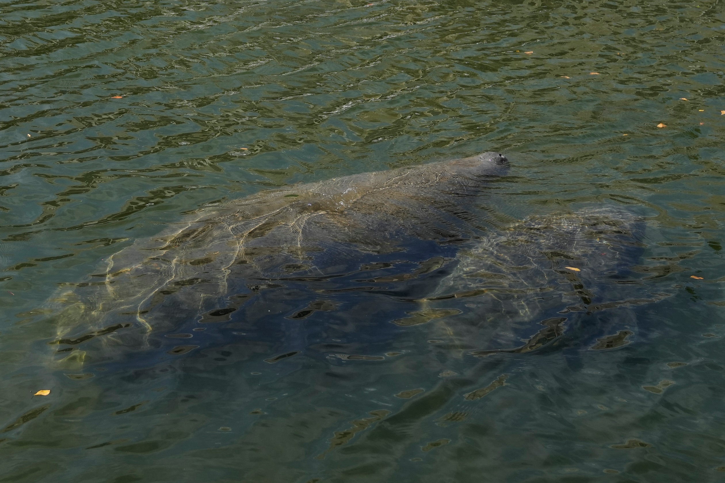 Dying Manatees-Florida