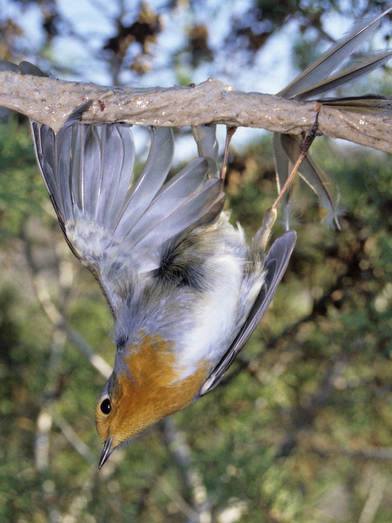 Robins are among garden favourites snared