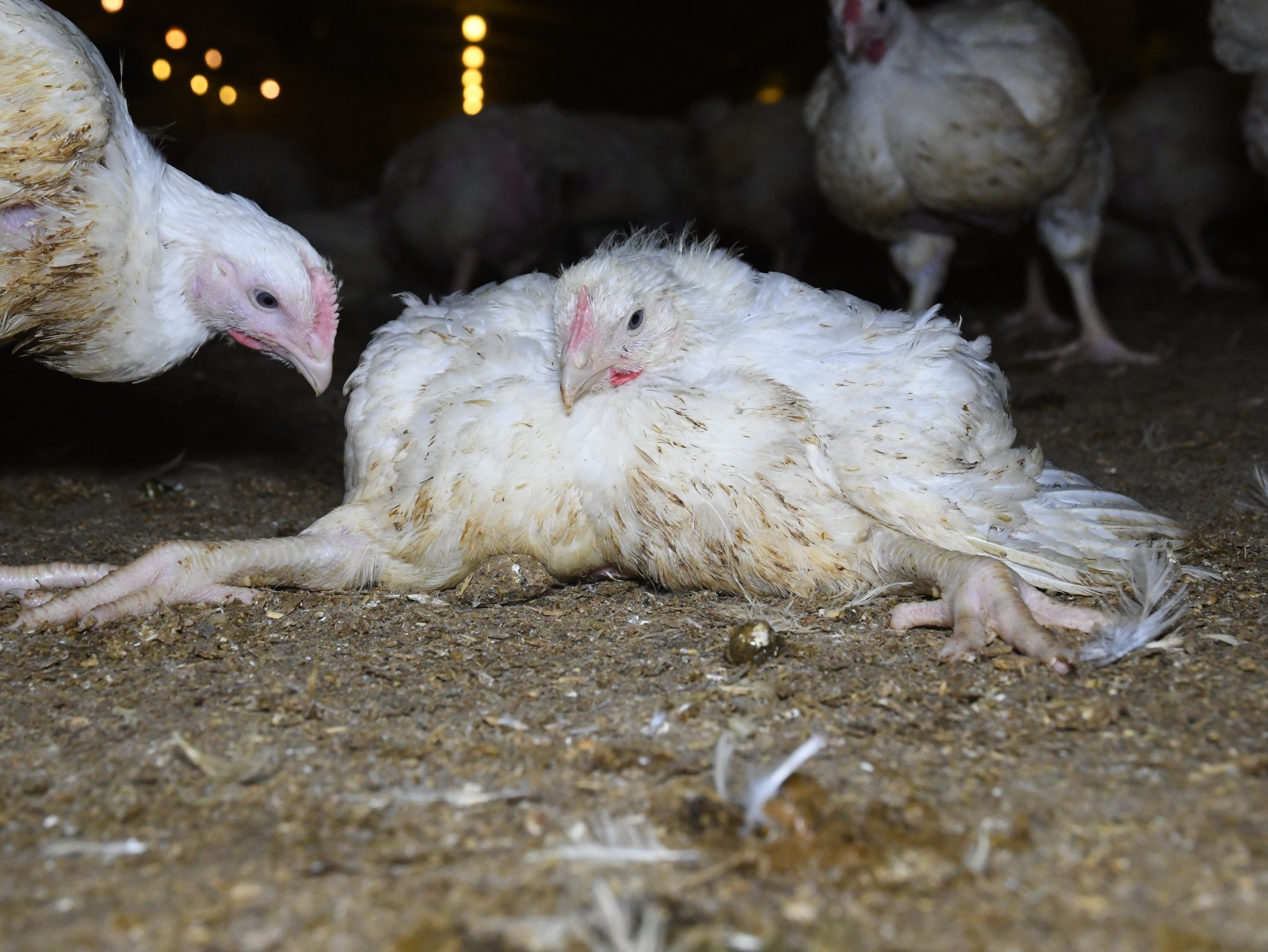 The government has pledged to implement the better chicken commitment, which means slower-growing breeds