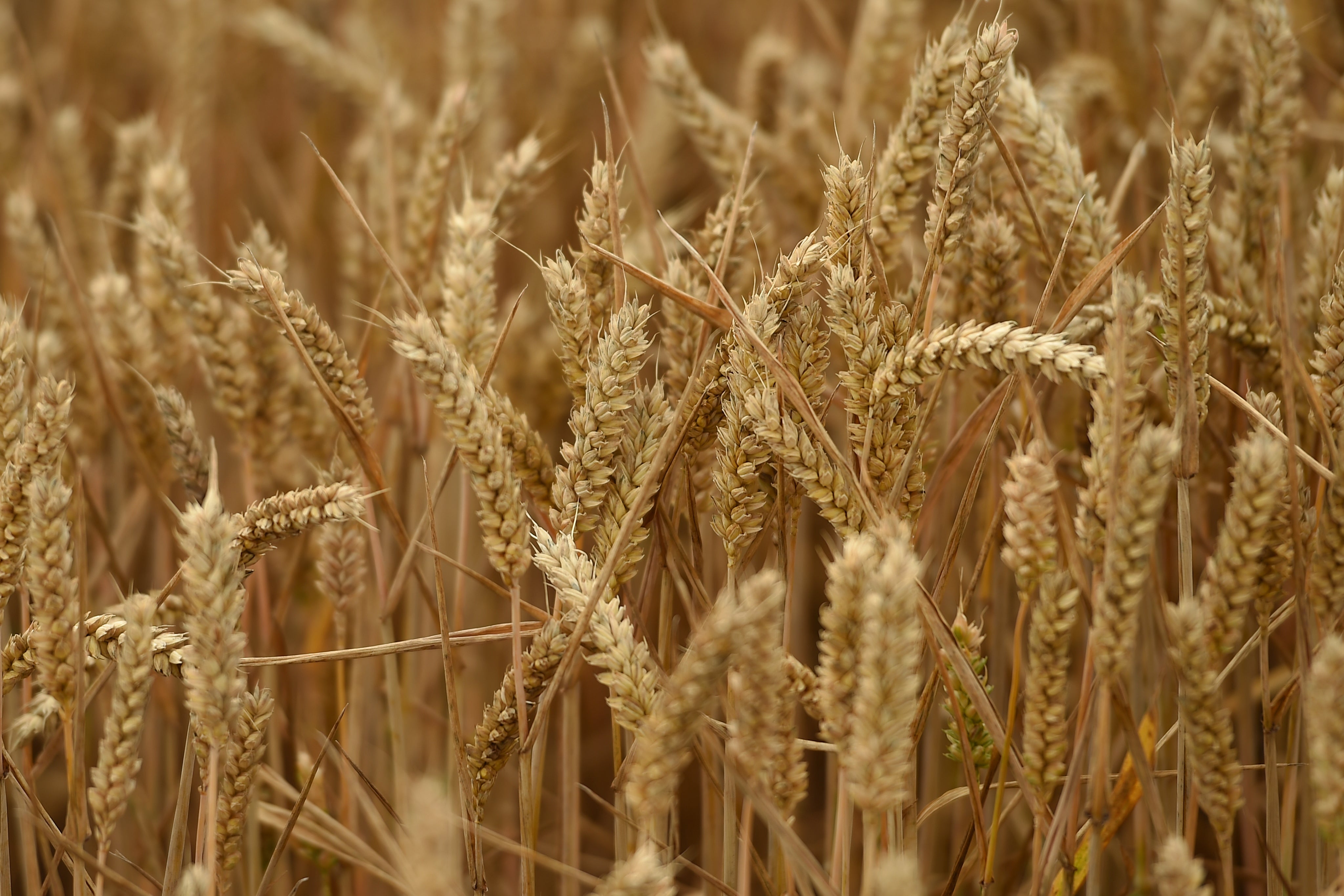 Food prices could rise due to Ukraine’s exports of wheat being hit (Joe Giddens/PA)