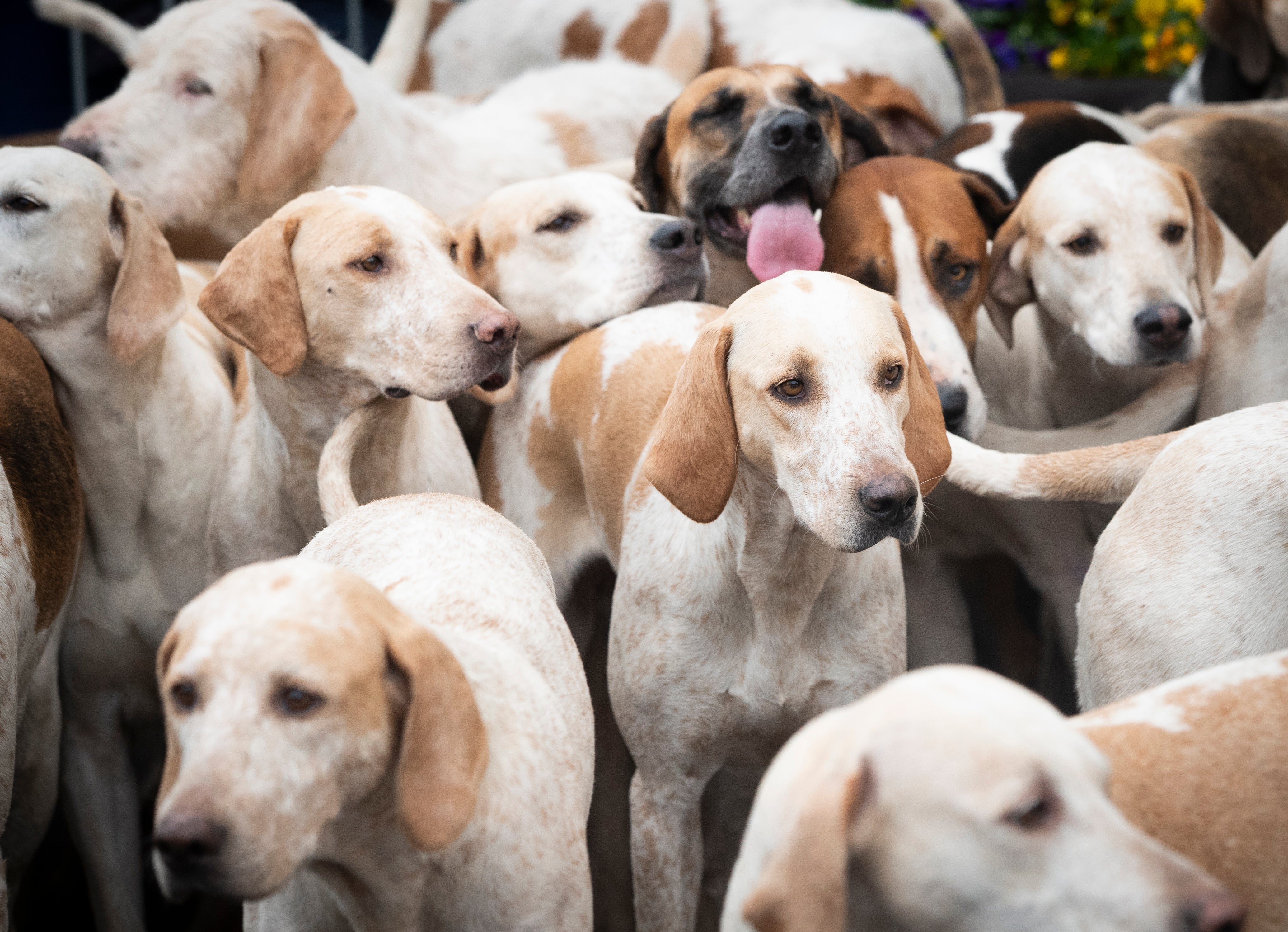 The legislation would limit the number of dogs used to flush an animal to two (Danny Lawson/PA)