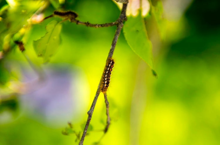 Climate Change-Invasive Moth