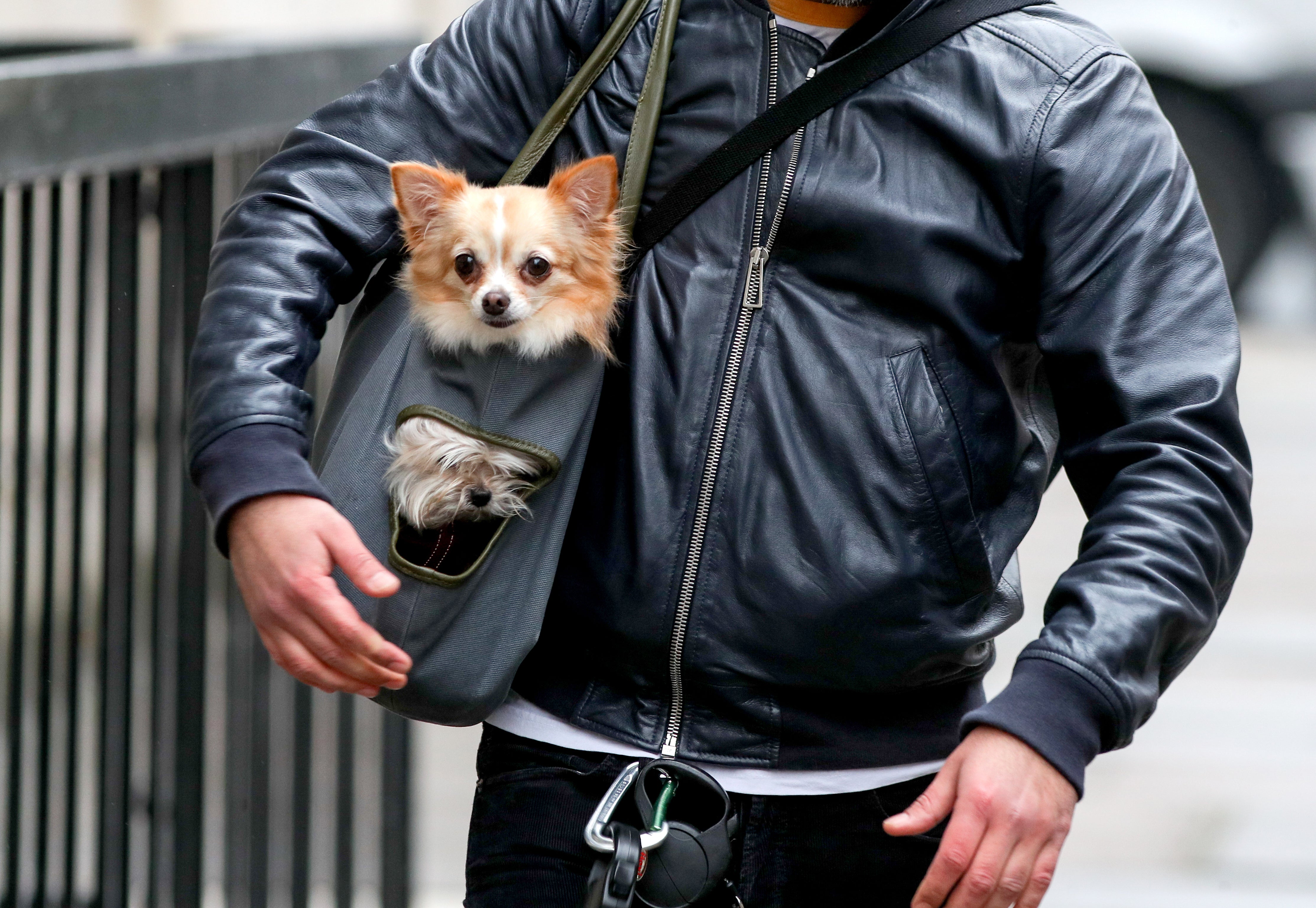 A pet sitter is the most sought after job, new research suggests (PA)