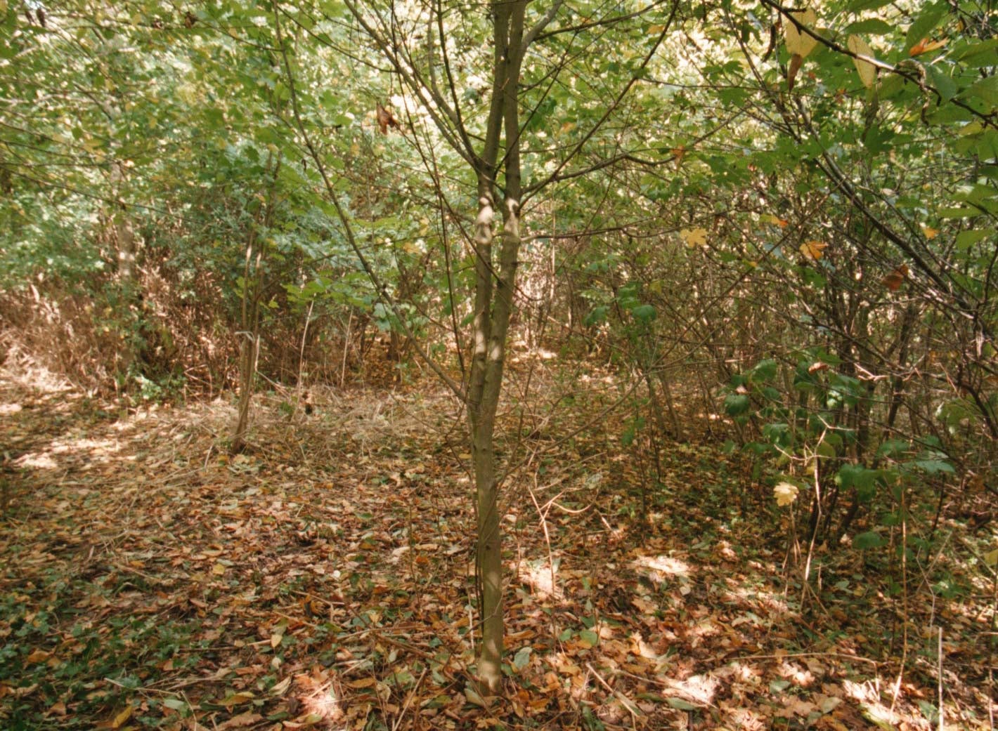 The copse in Peterborough where the body of six-year-old Rikki Neave was found in November 1994