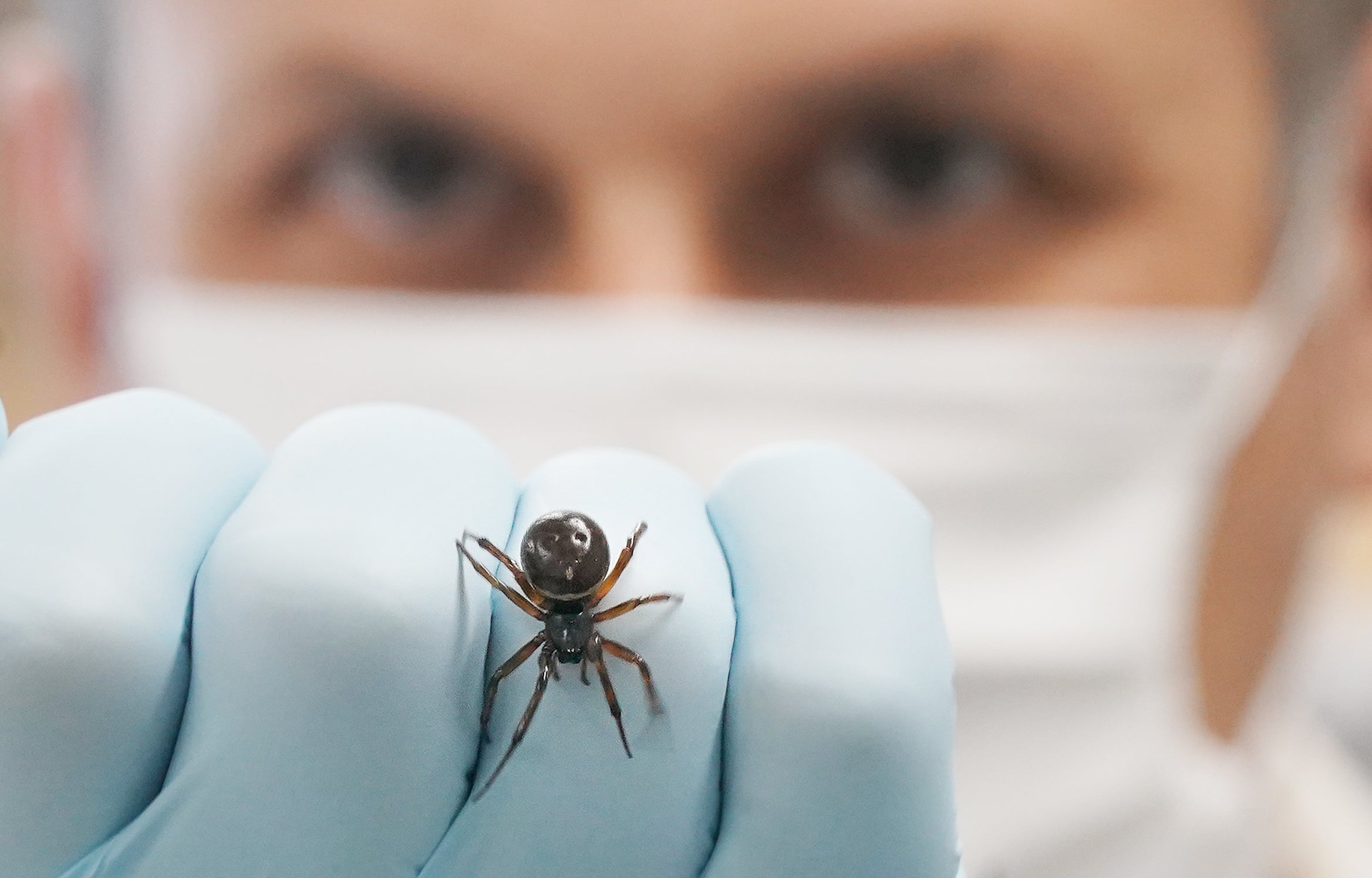 Dr Michel Dugon of the Venom Lab at National University of Ireland Galway with a Noble False Widow (Steatoda Nobilis) spider (Niall Carson/PA)