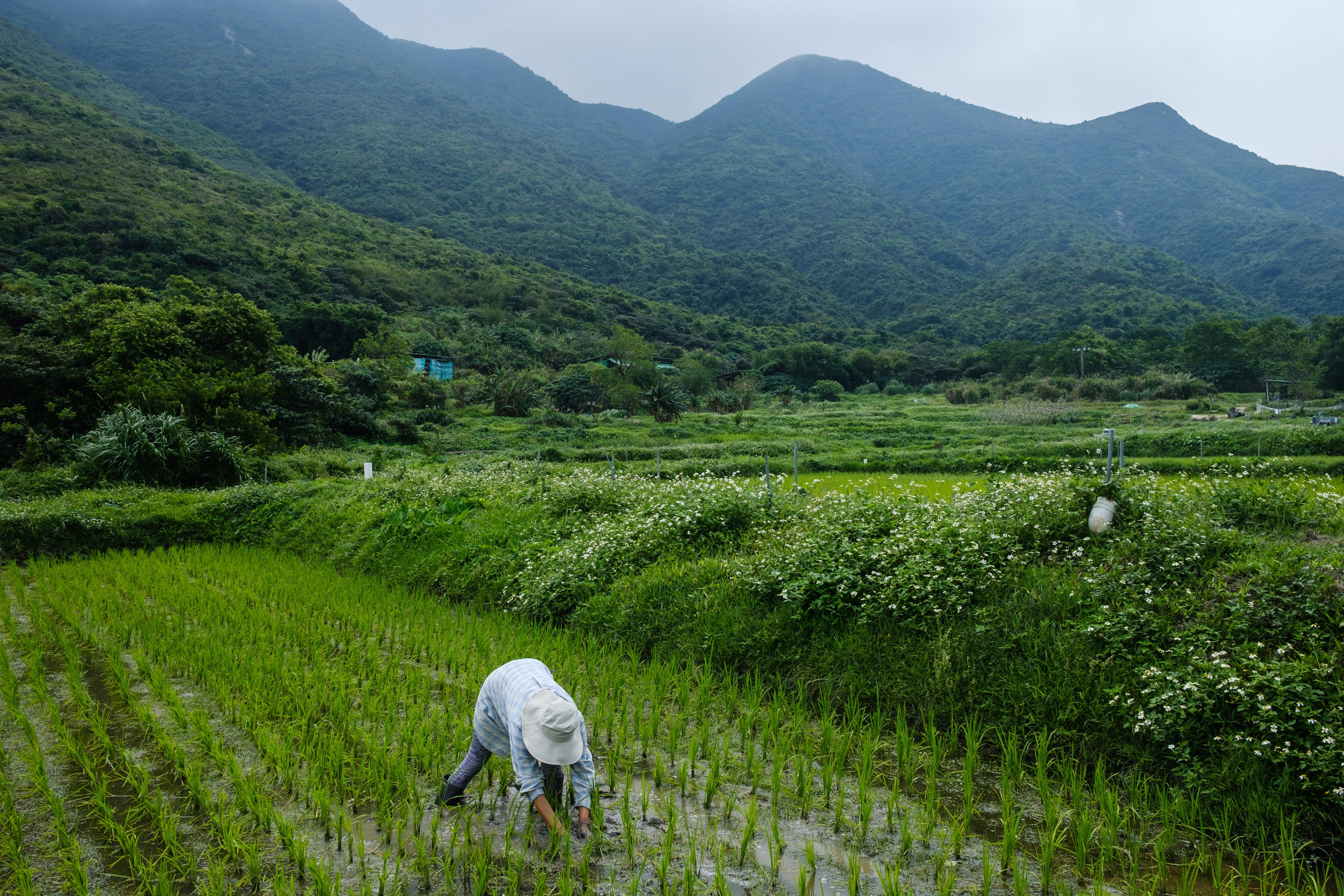 Much of the world’s rice comes from the east