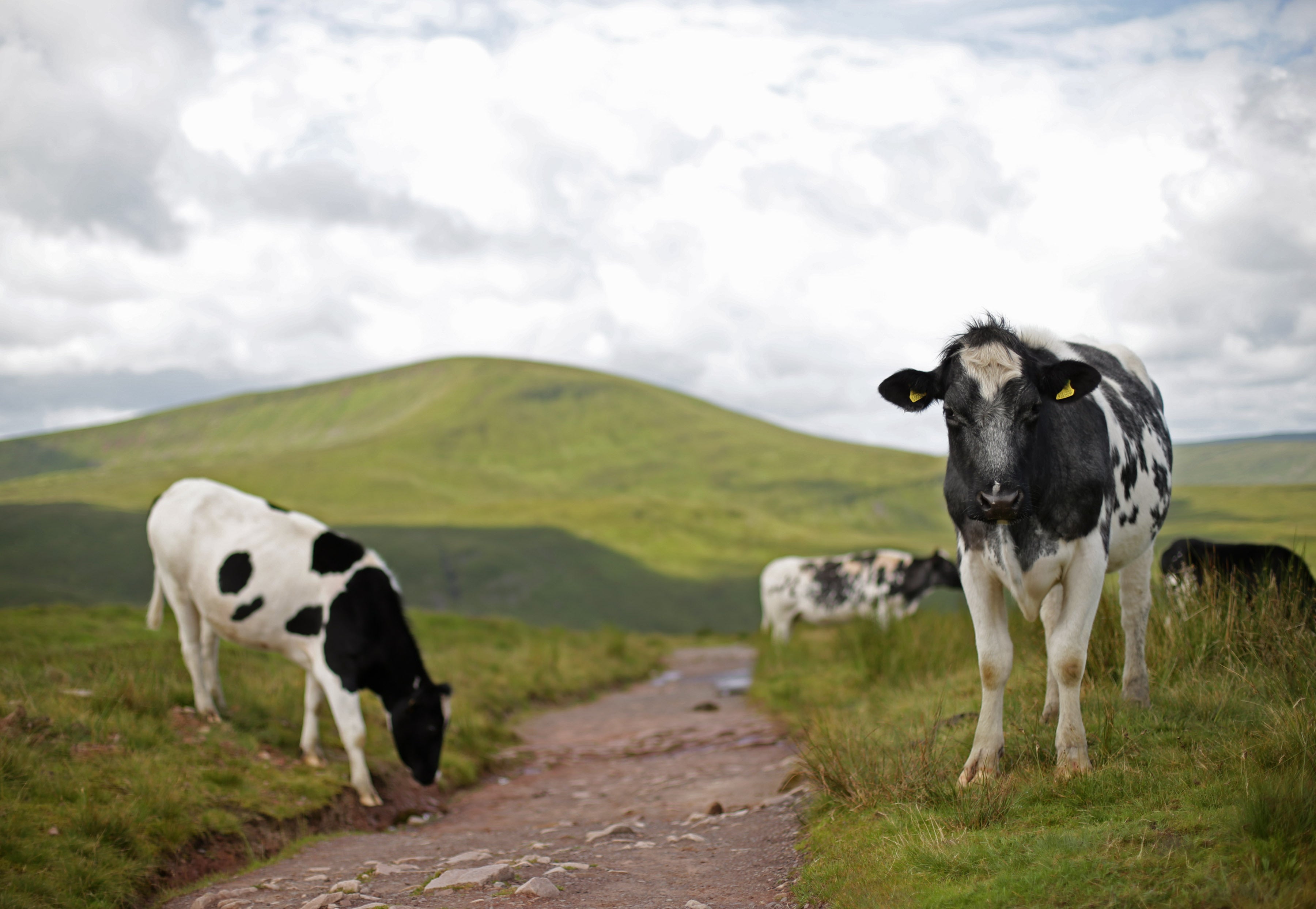 A herd of cows grazing beside a path in Brecon Beacons National Park in Wales. PRESS ASSOCIATION Photo. Picture date: Tuesday July 12, 2016. Photo credit should read: Yui Mok/PA Wire