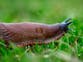 Garden slugs and snails could now be considered venomous, study finds