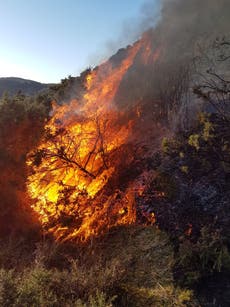 Firefighters spend five hours tackling wildfire stretching 1.5 miles