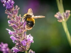 ‘Brexit Freedoms Bill’ threatens hundreds of environmental safeguards, campaigners warn