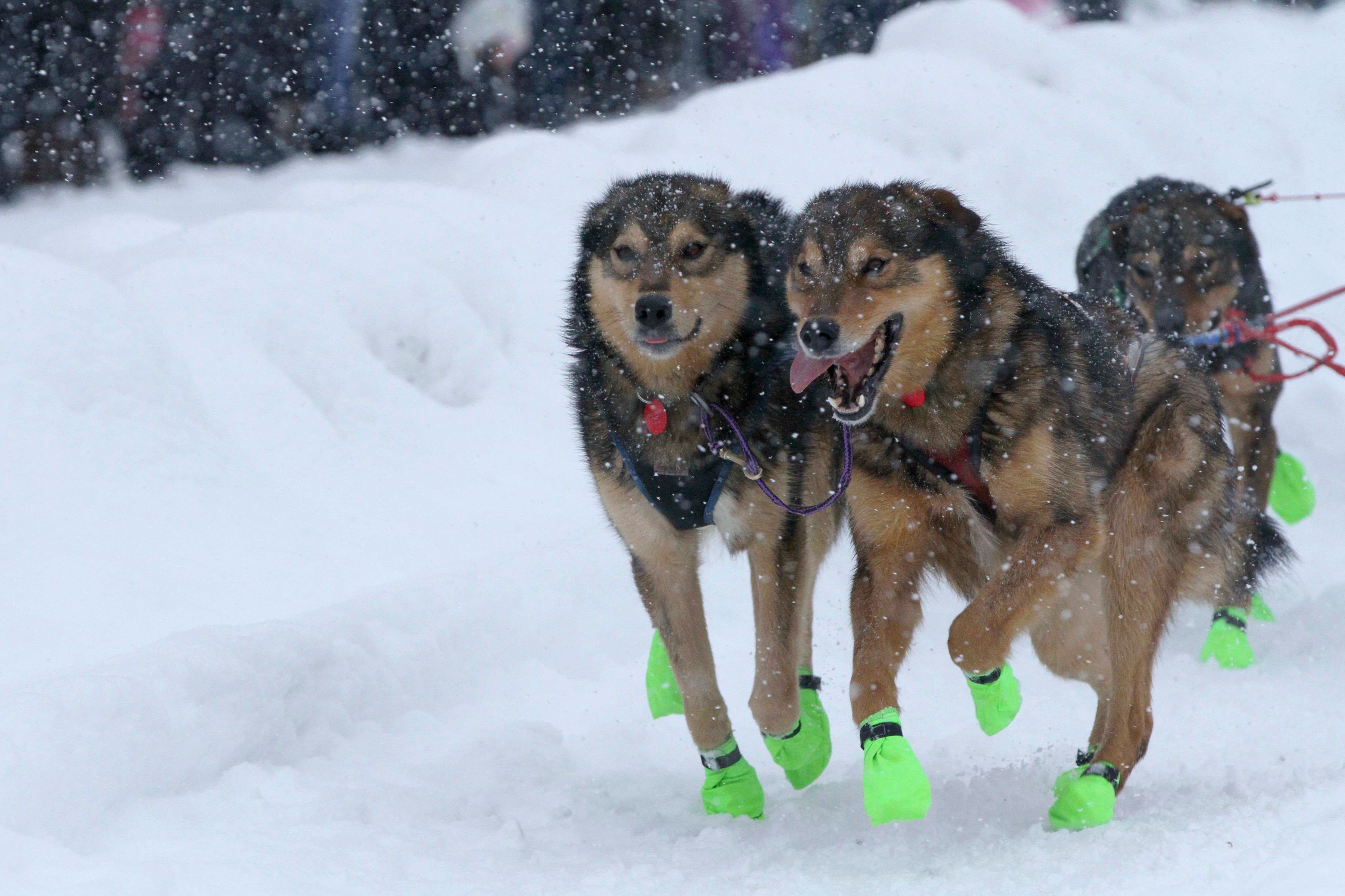 Iditarod Sled Dog Race